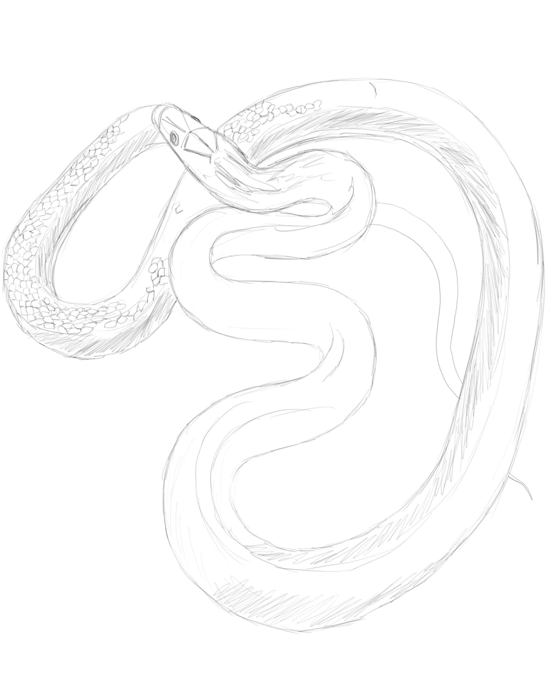 Cartoon Snake Drawing  How To Draw A Cartoon Snake Step By Step