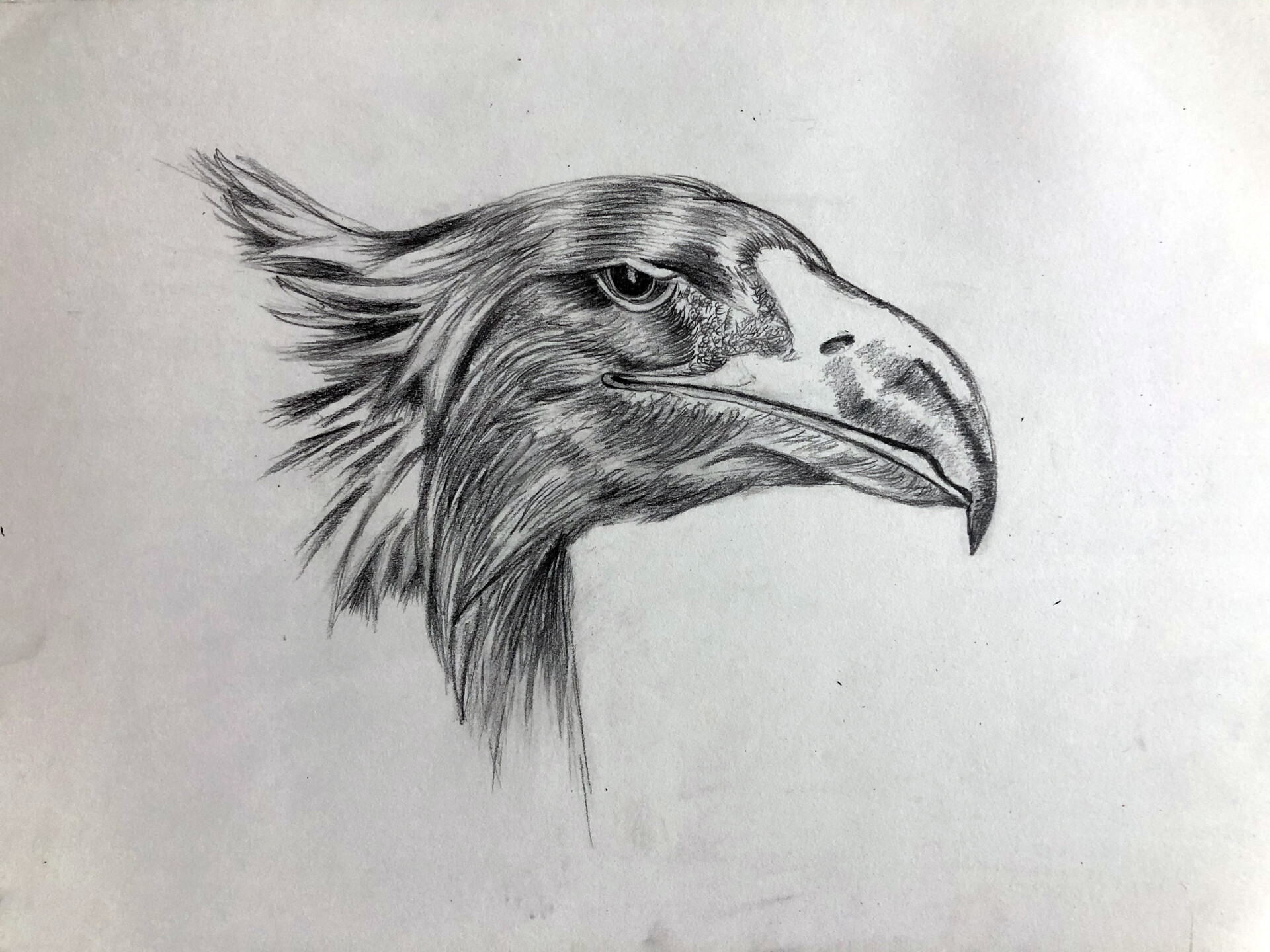 eagle drawings in pencil easy