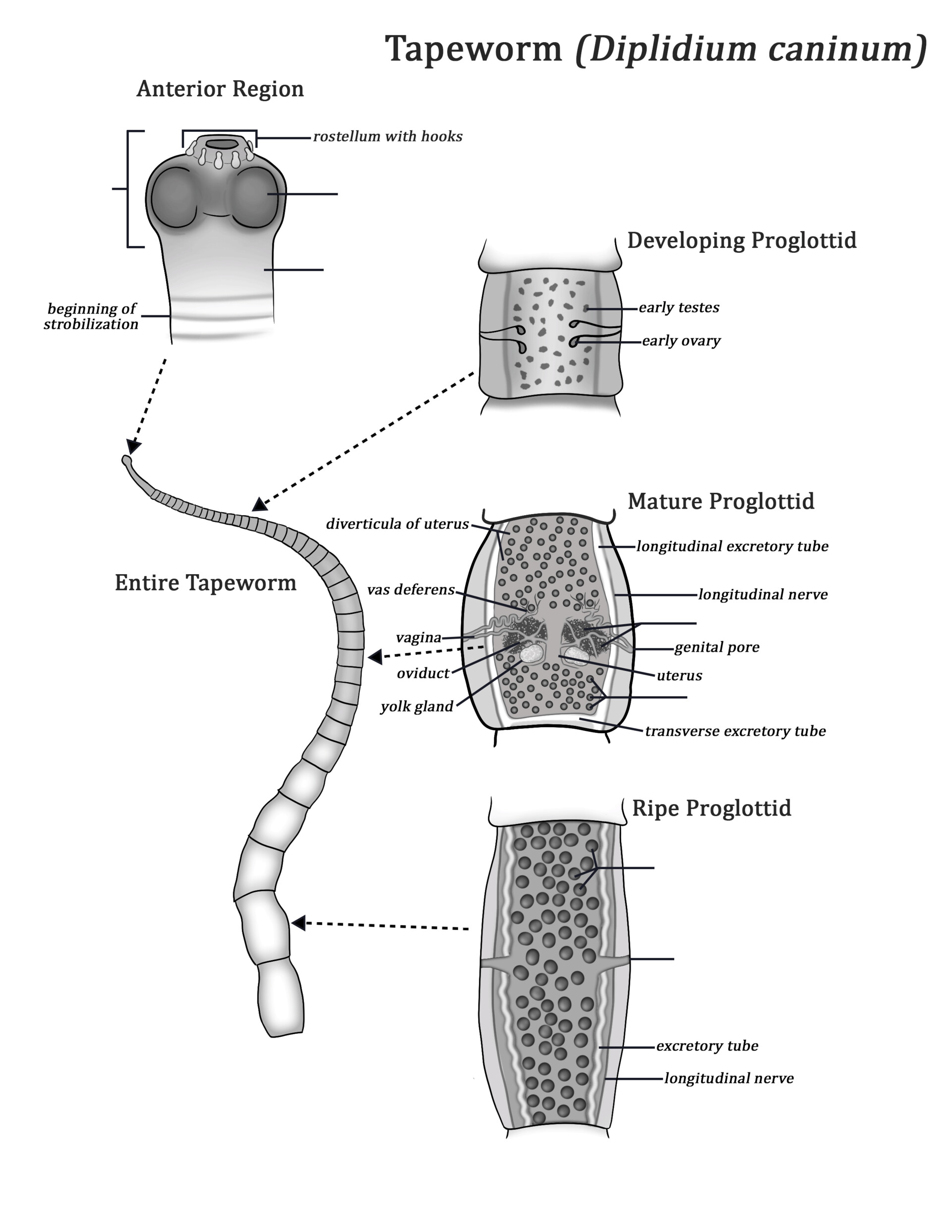 tapeworm labeled diagram