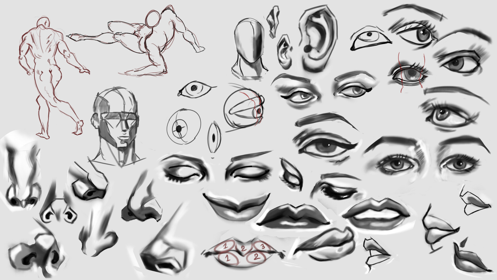 Anas Karimo - Head and Facial features studies