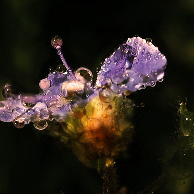 Flower Made from Drops