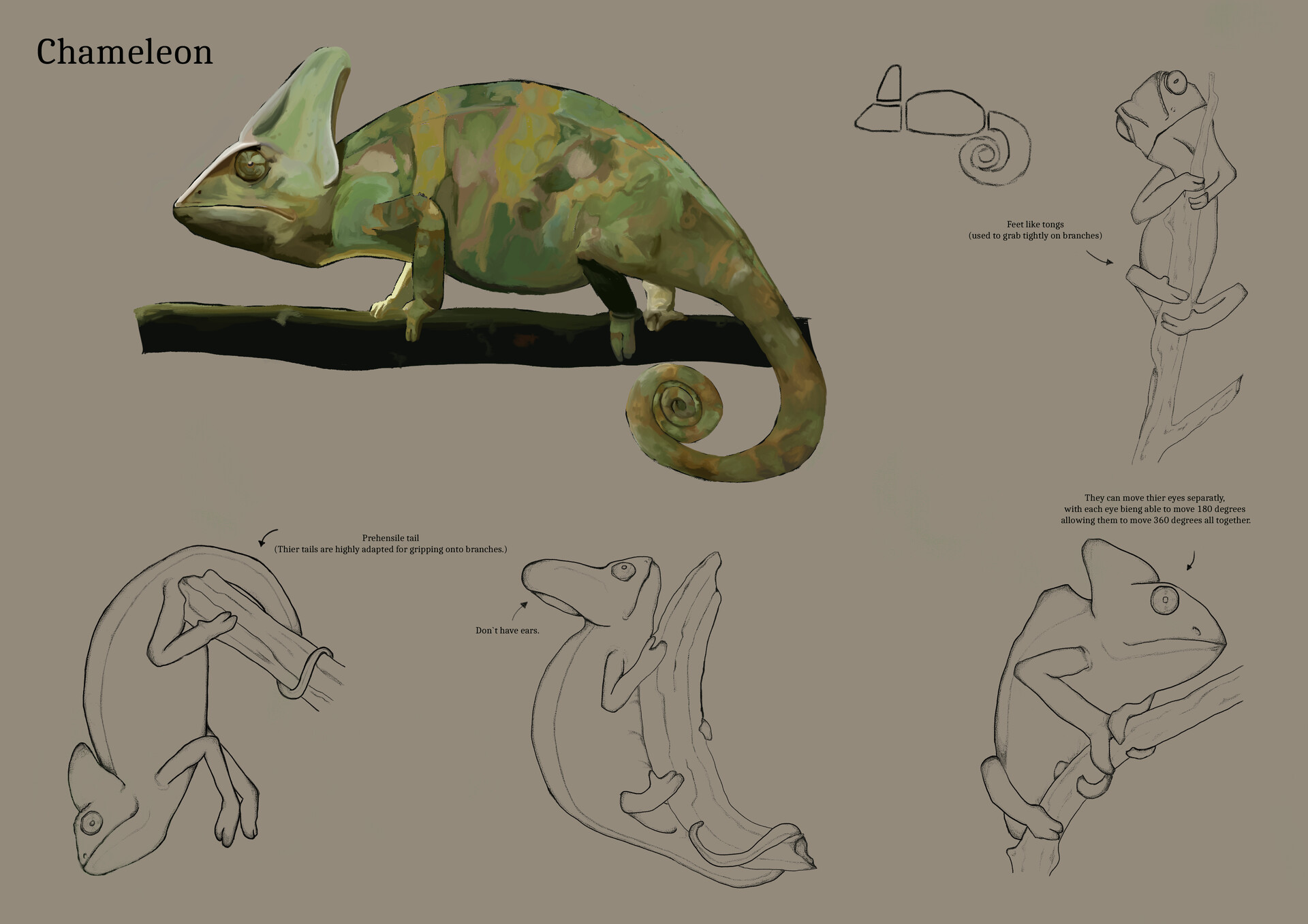 chameleon anatomy