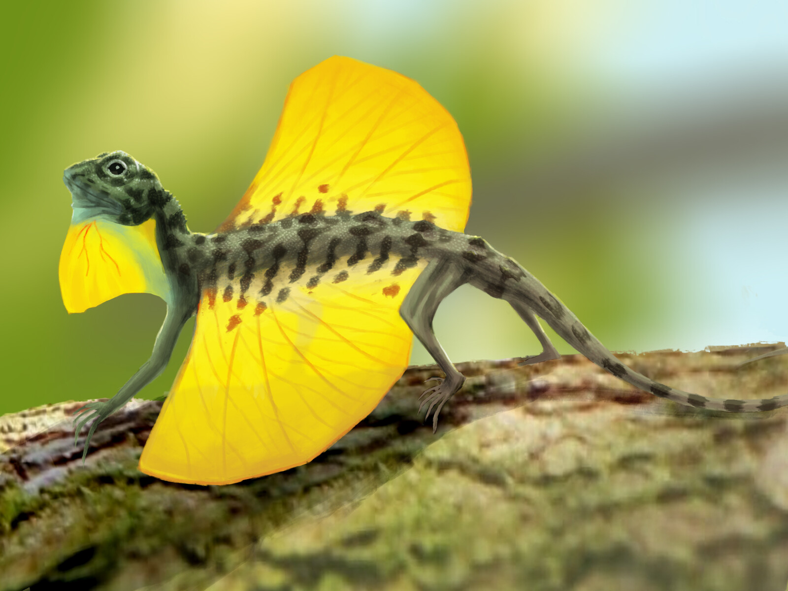 Draco volans