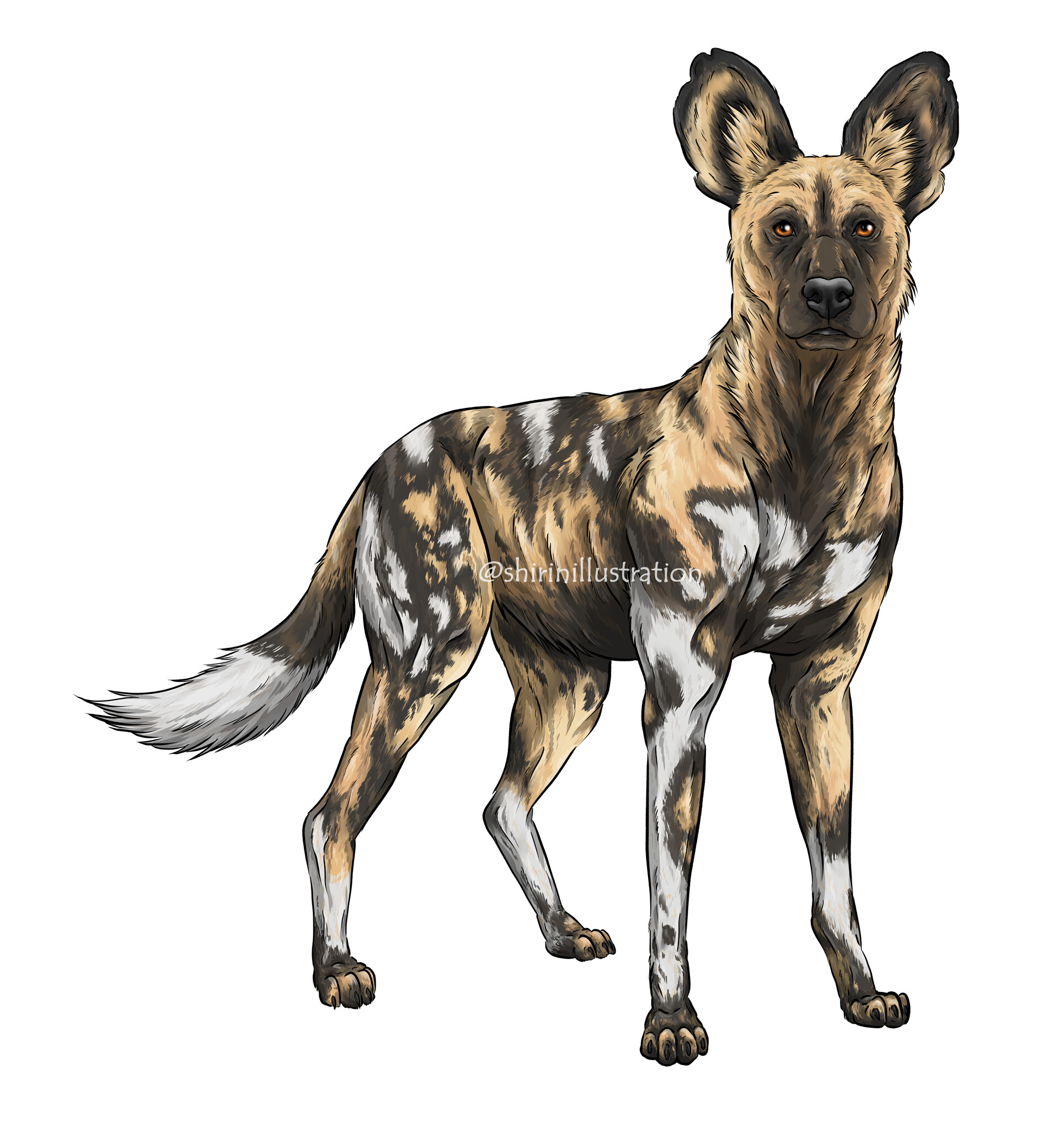 ArtStation - African Wild Dog - Semi-Realistic Cartoon Tester