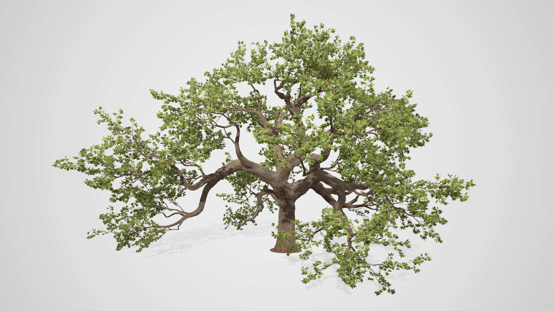 Noah Mingram - Quercus (Oak)
