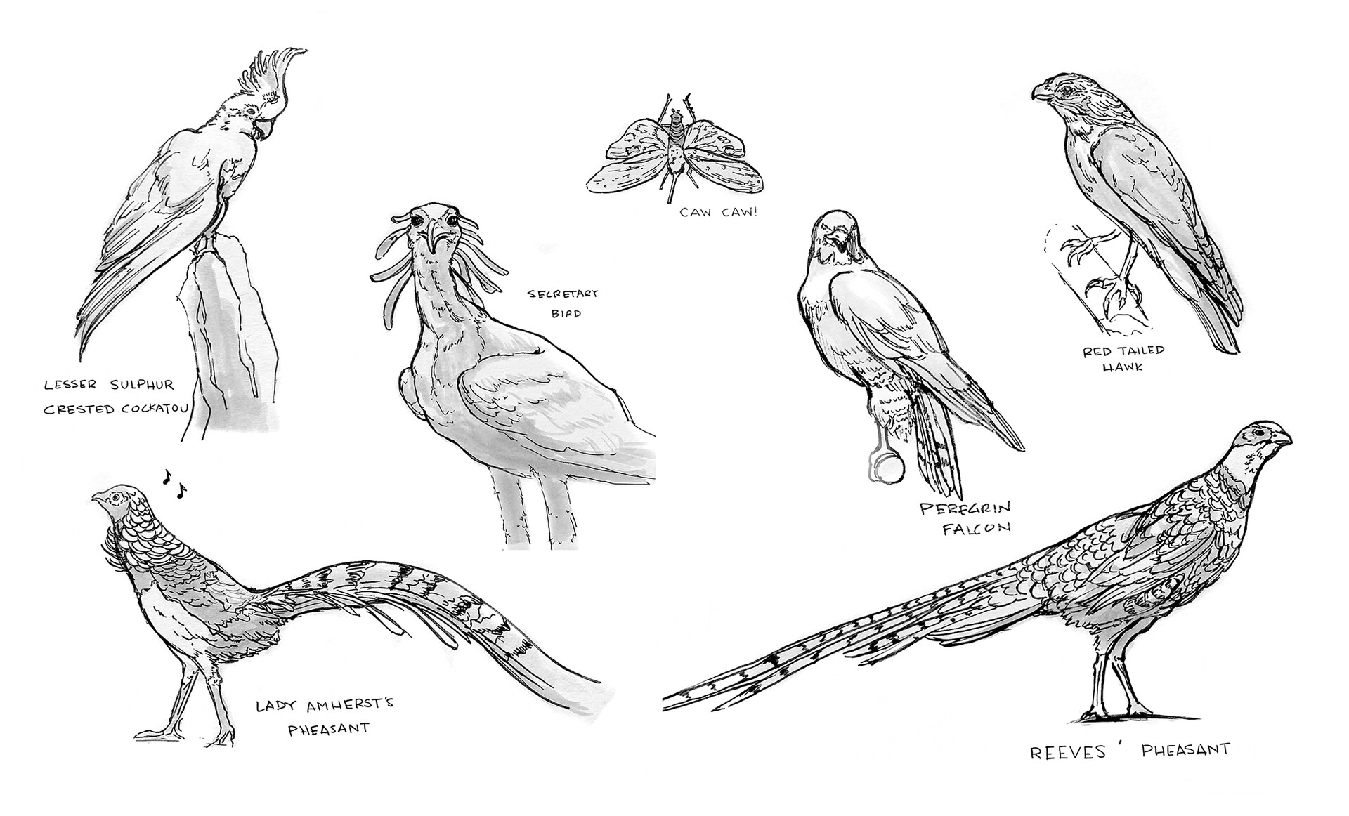 SKETCHES | Natural History Museum
