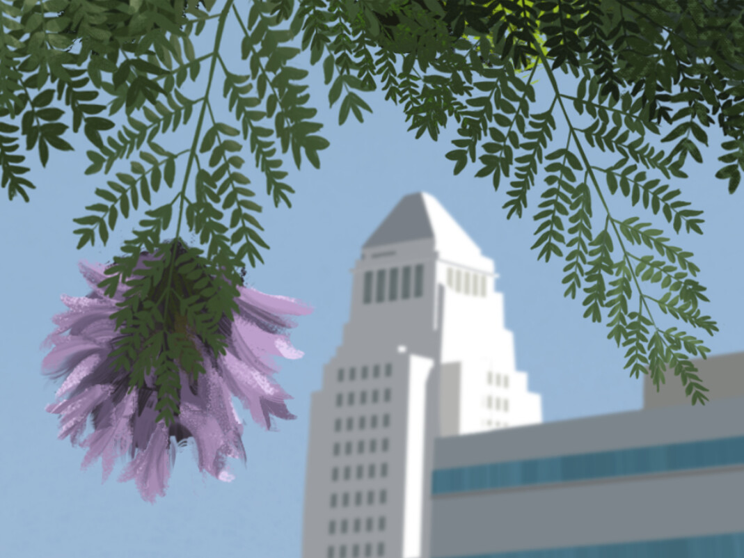 Jacaranda tree near L.A. City Hall