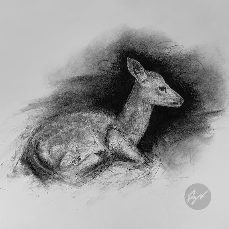 deer fawn drawing