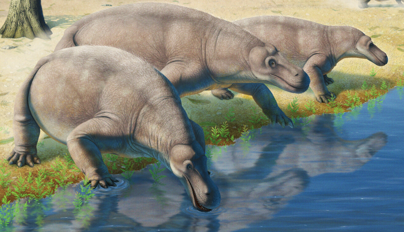 Jonkeria 