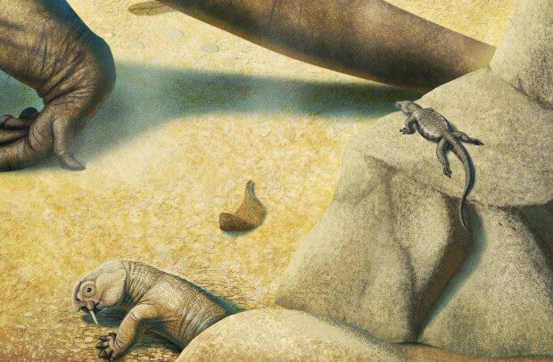 Diictodon and Eunotosaurus