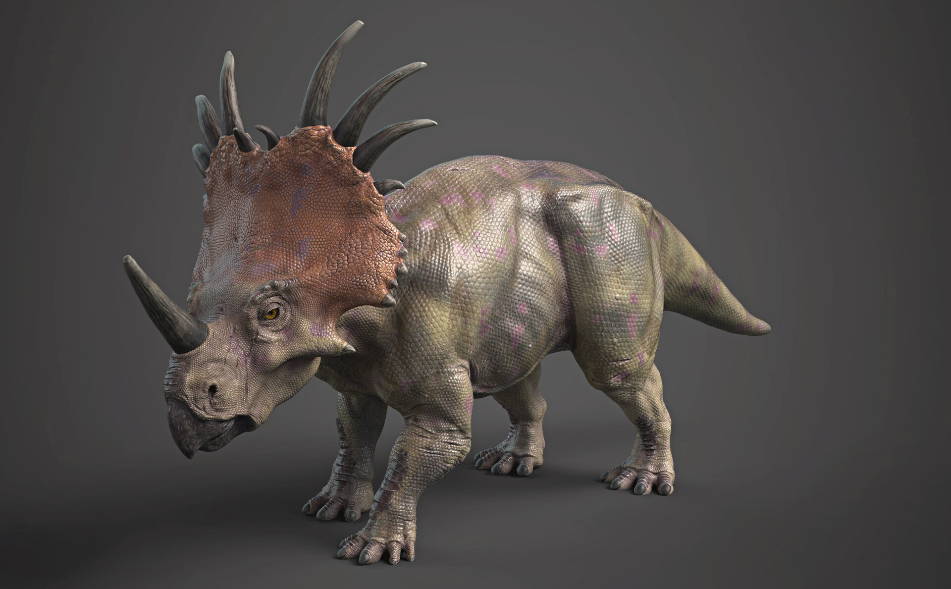 Manu Mejias Gonzalez - Styracosaurus study