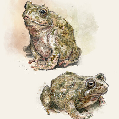 Kacey lynn brown toads2