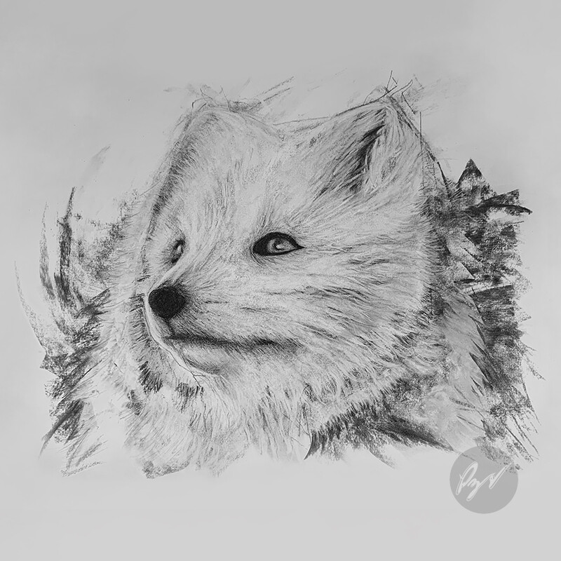ArtStation - Charcoal drawing of an Arctic Fox