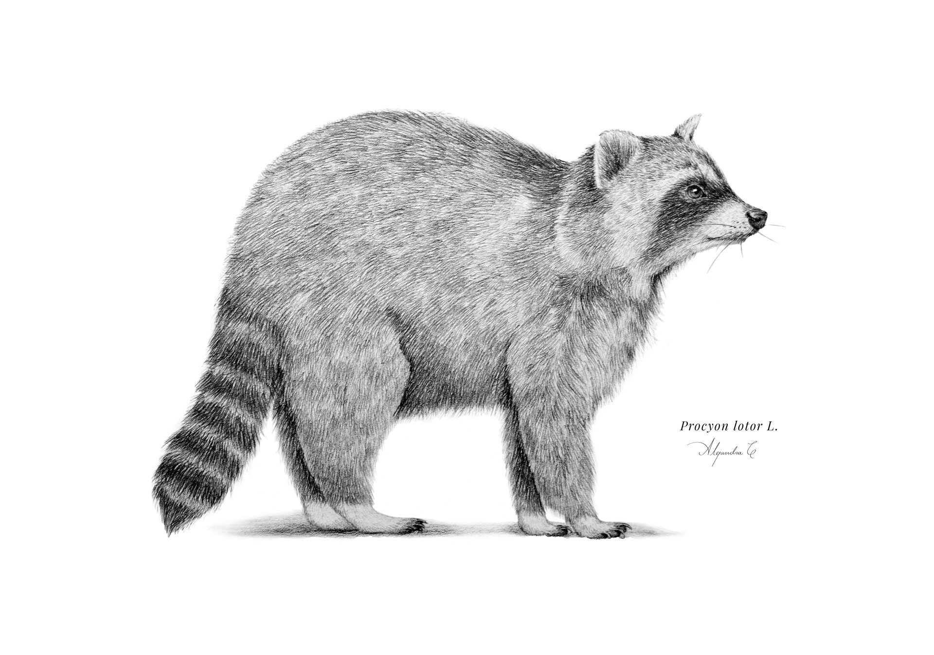 ArtStation - Northern raccoon