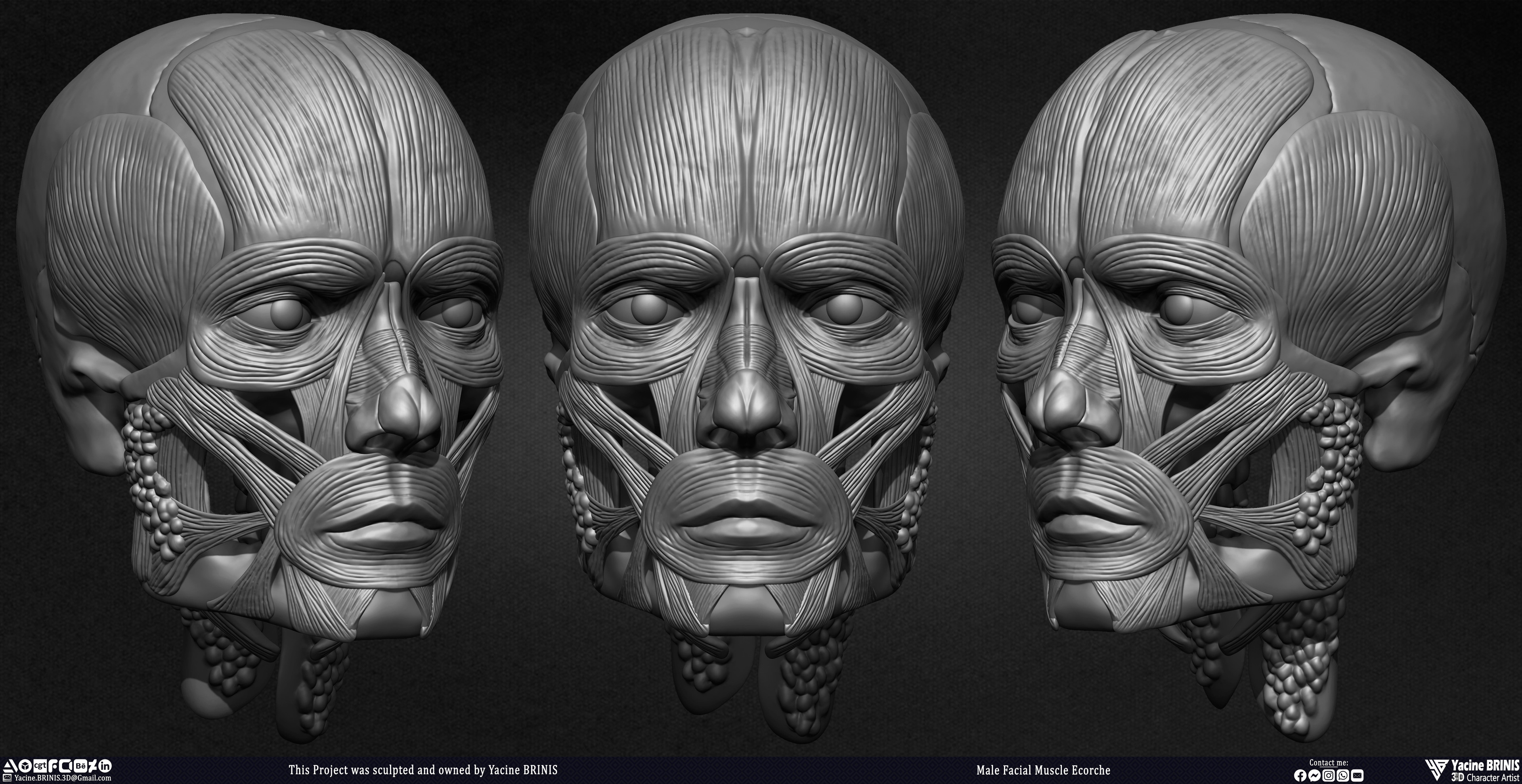 Male Facial Ecorche Human Anatomy sculpted by Yacine BRINIS 001
