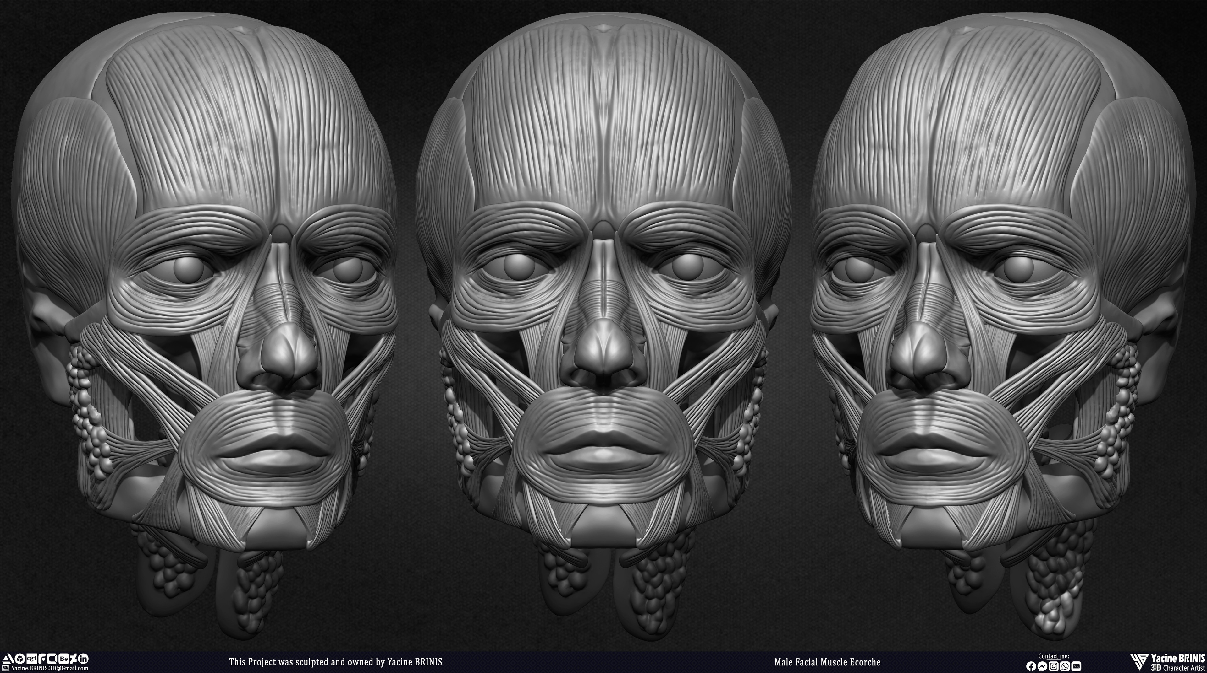 Male Facial Ecorche Human Anatomy sculpted by Yacine BRINIS 002