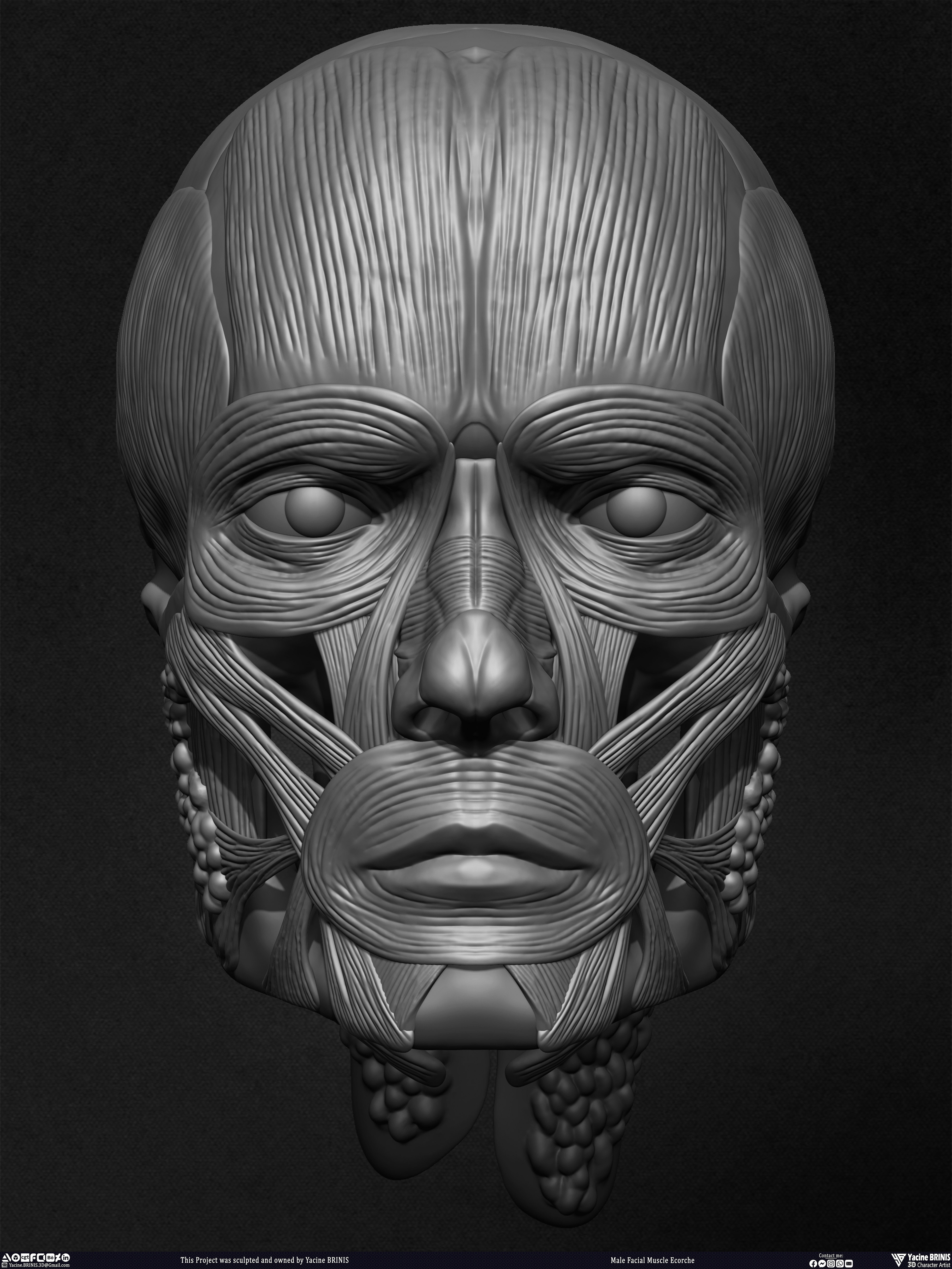 Male Facial Ecorche Human Anatomy sculpted by Yacine BRINIS 009
