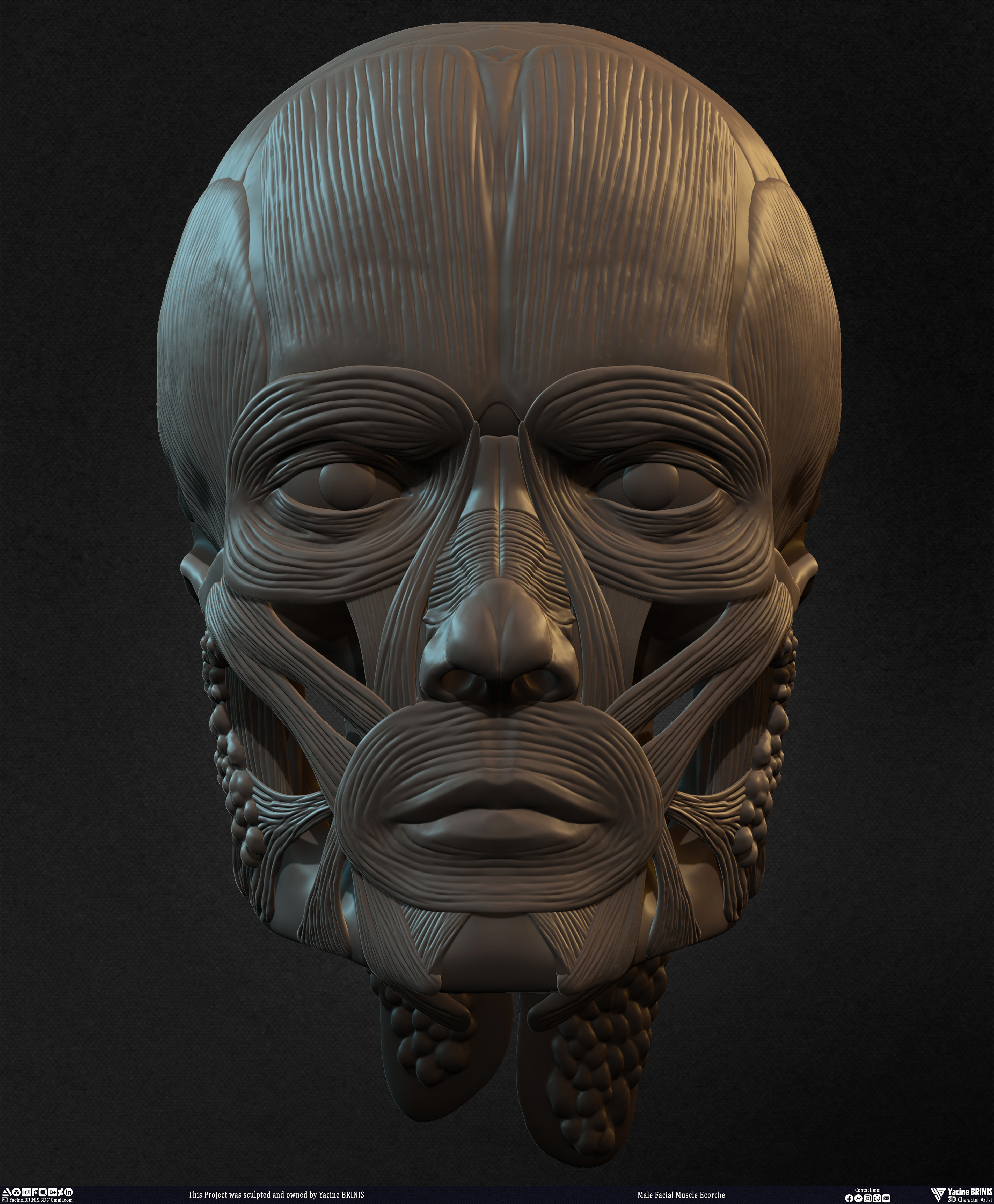Male Facial Ecorche Human Anatomy sculpted by Yacine BRINIS 016