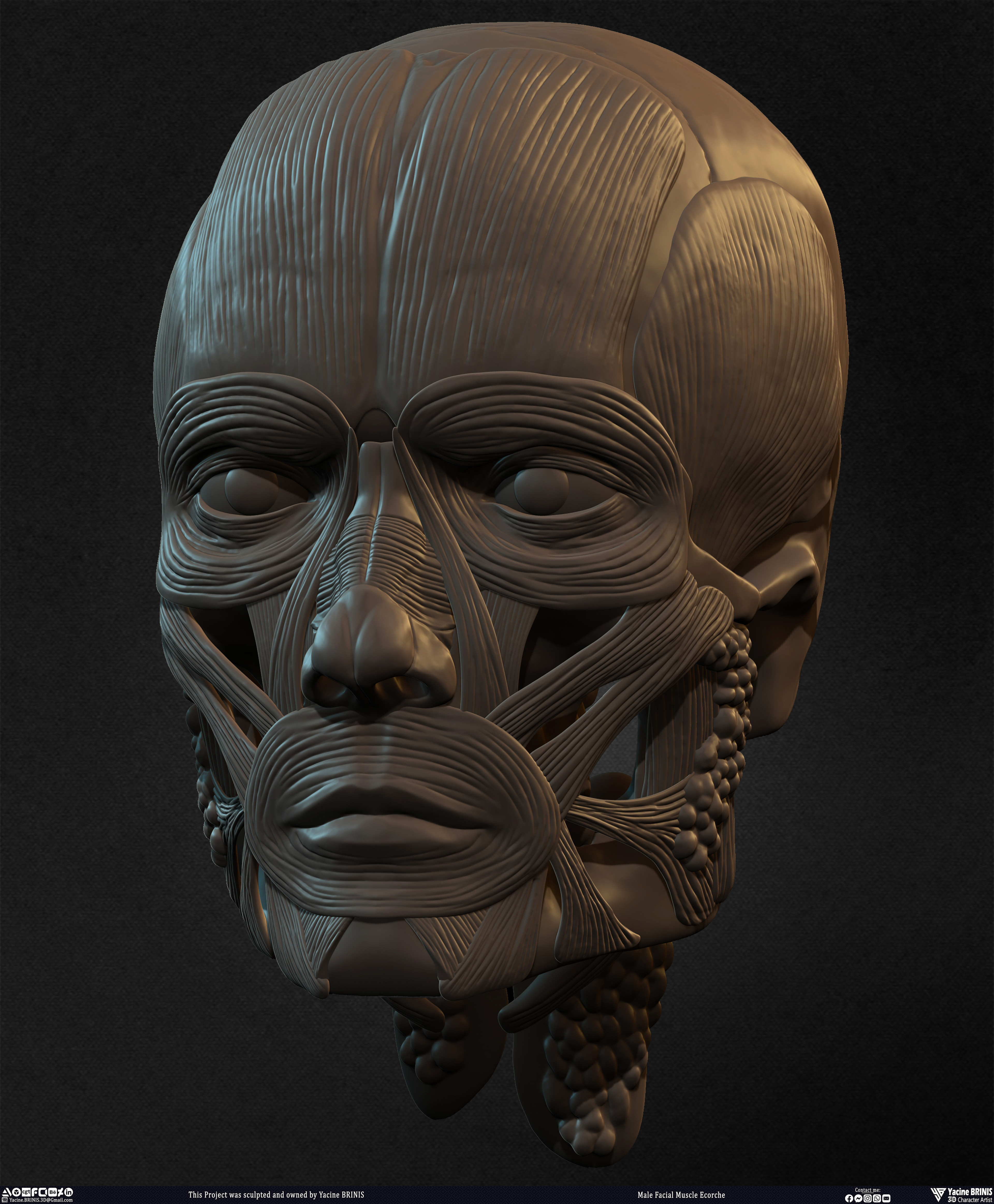Male Facial Ecorche Human Anatomy sculpted by Yacine BRINIS 018