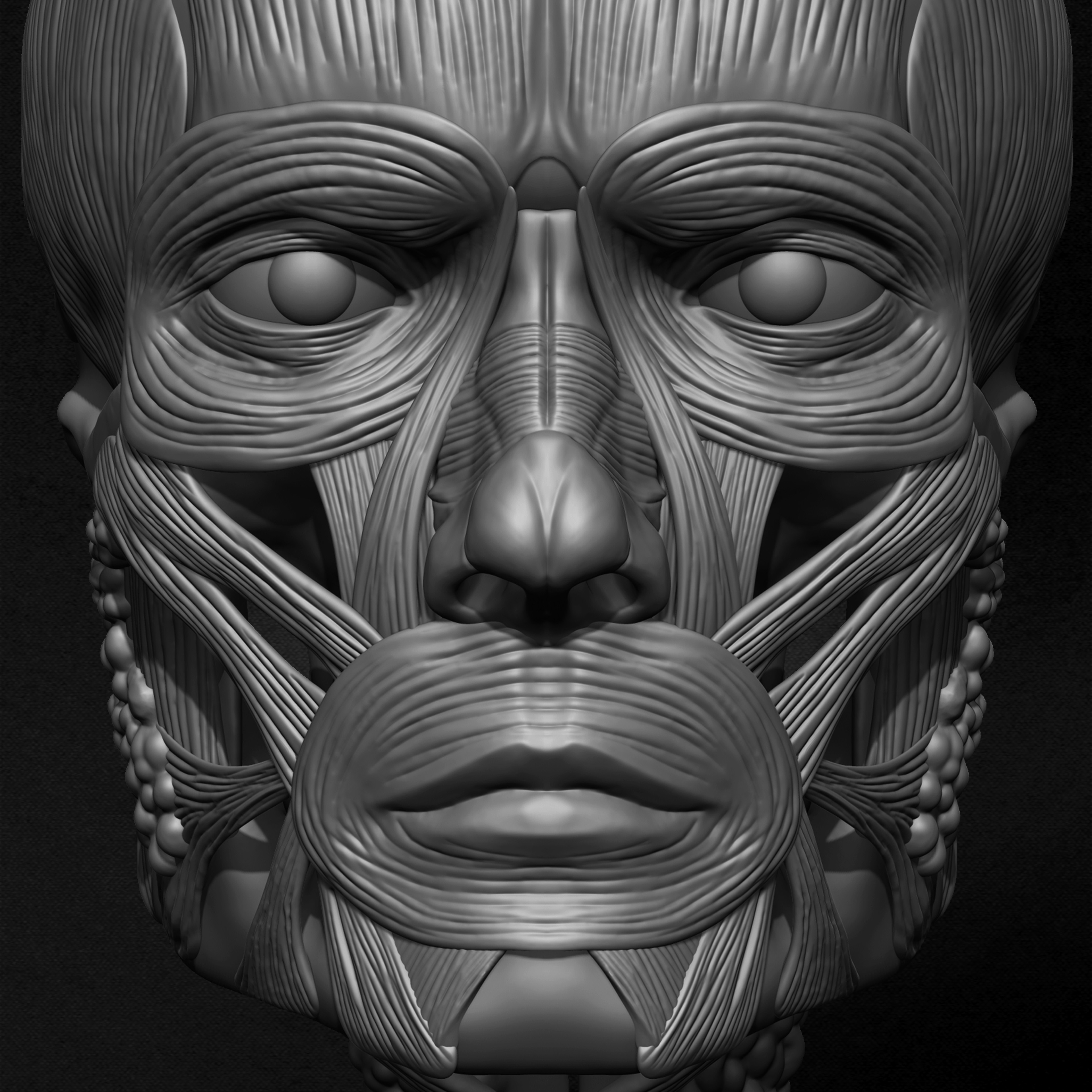 Male Facial Ecorche Human Anatomy sculpted by Yacine BRINIS 021