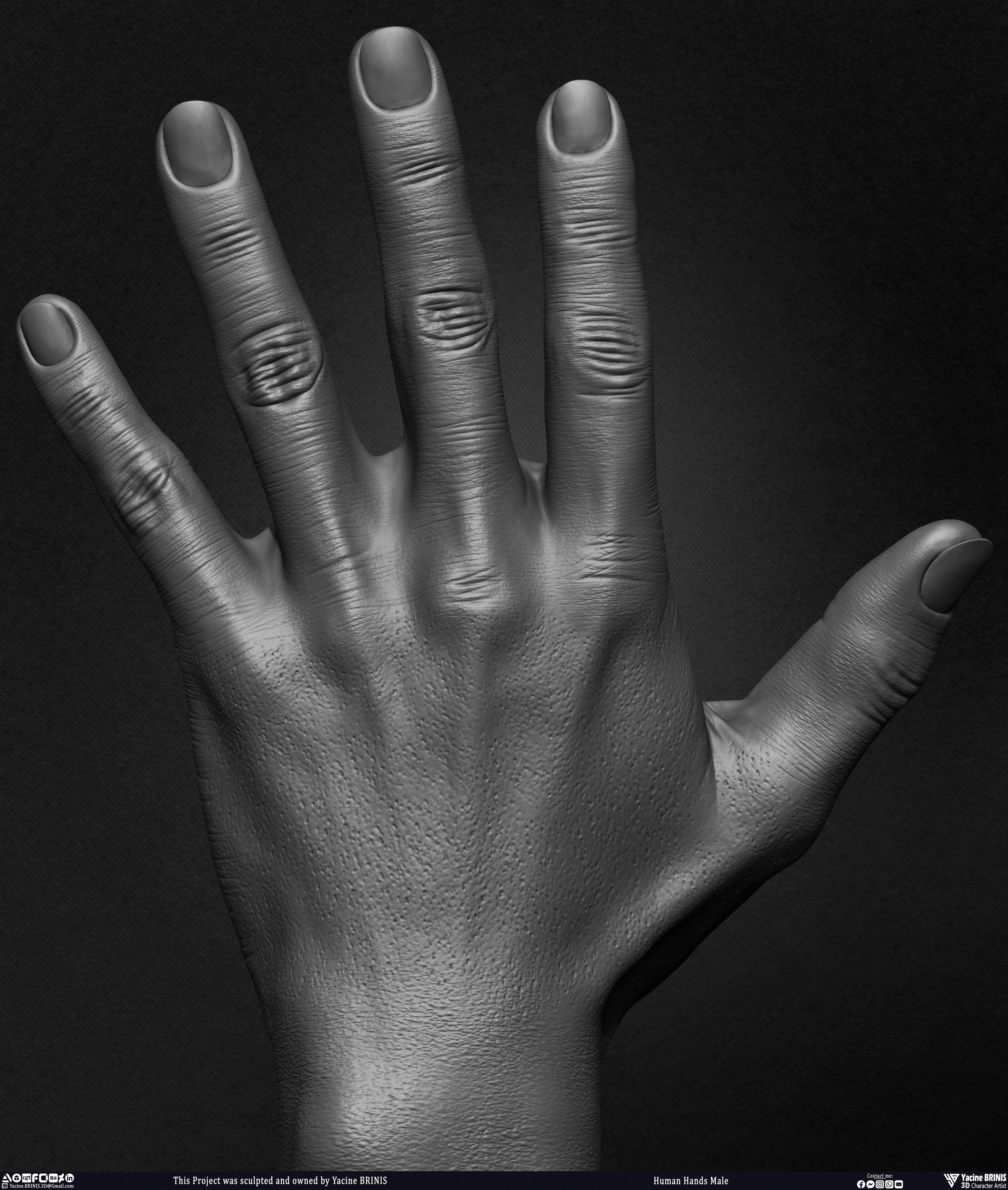 Human Hands Male Basemesh 3D Model sculpted by Yacine BRINIS 015