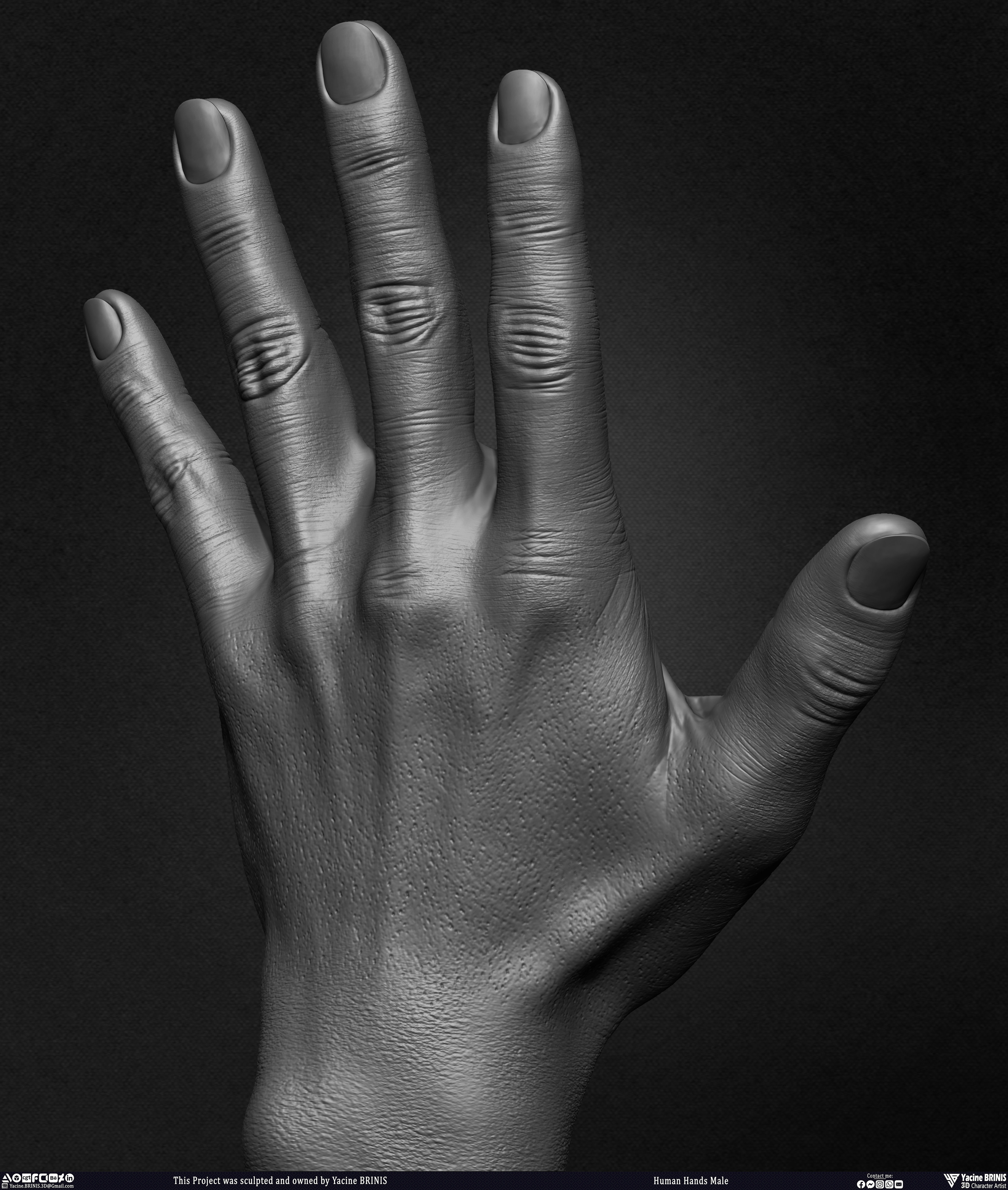 Human Hands Male Basemesh 3D Model sculpted by Yacine BRINIS 021