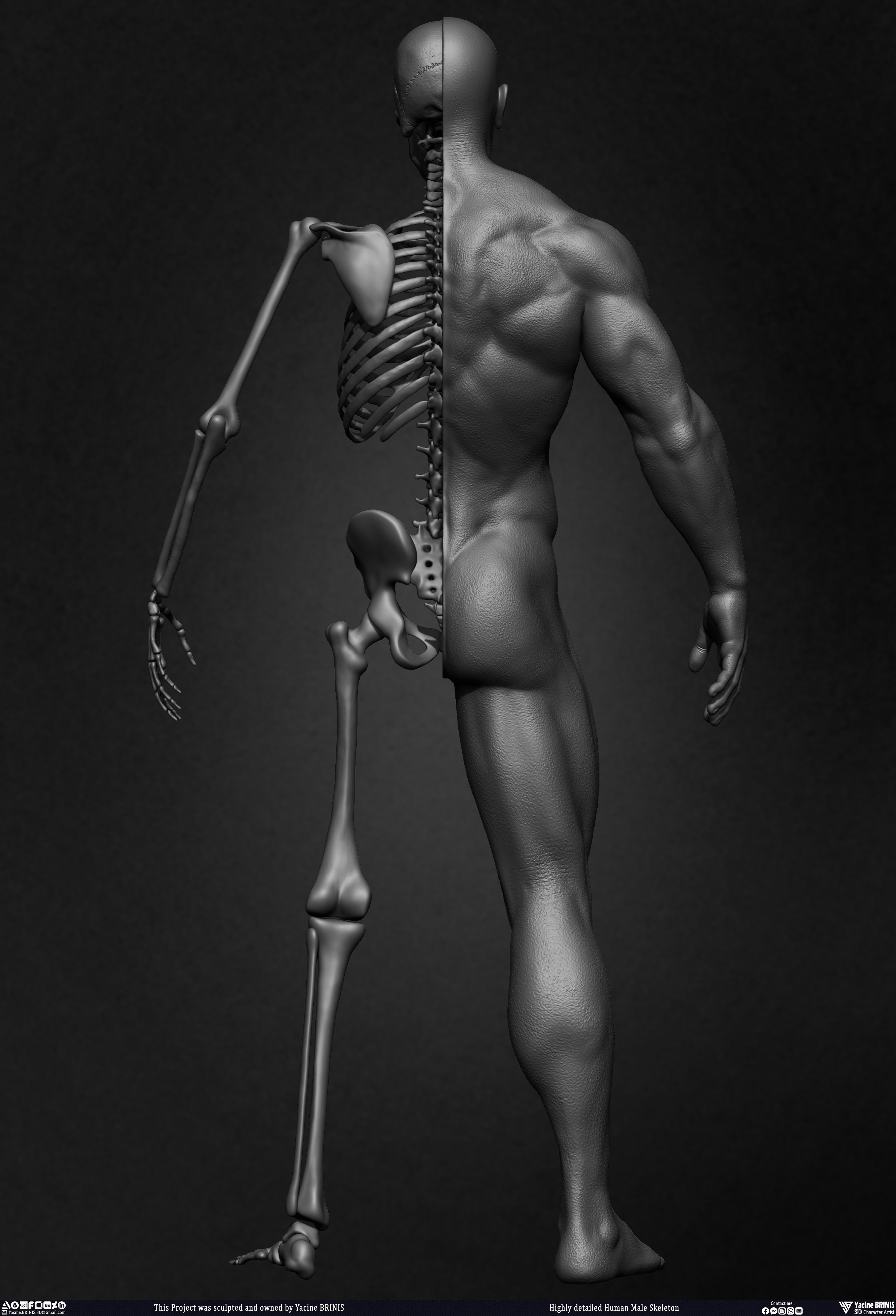 Highly Detailed Human Skeleton 3D Model sculpted by Yacine BRINIS 011