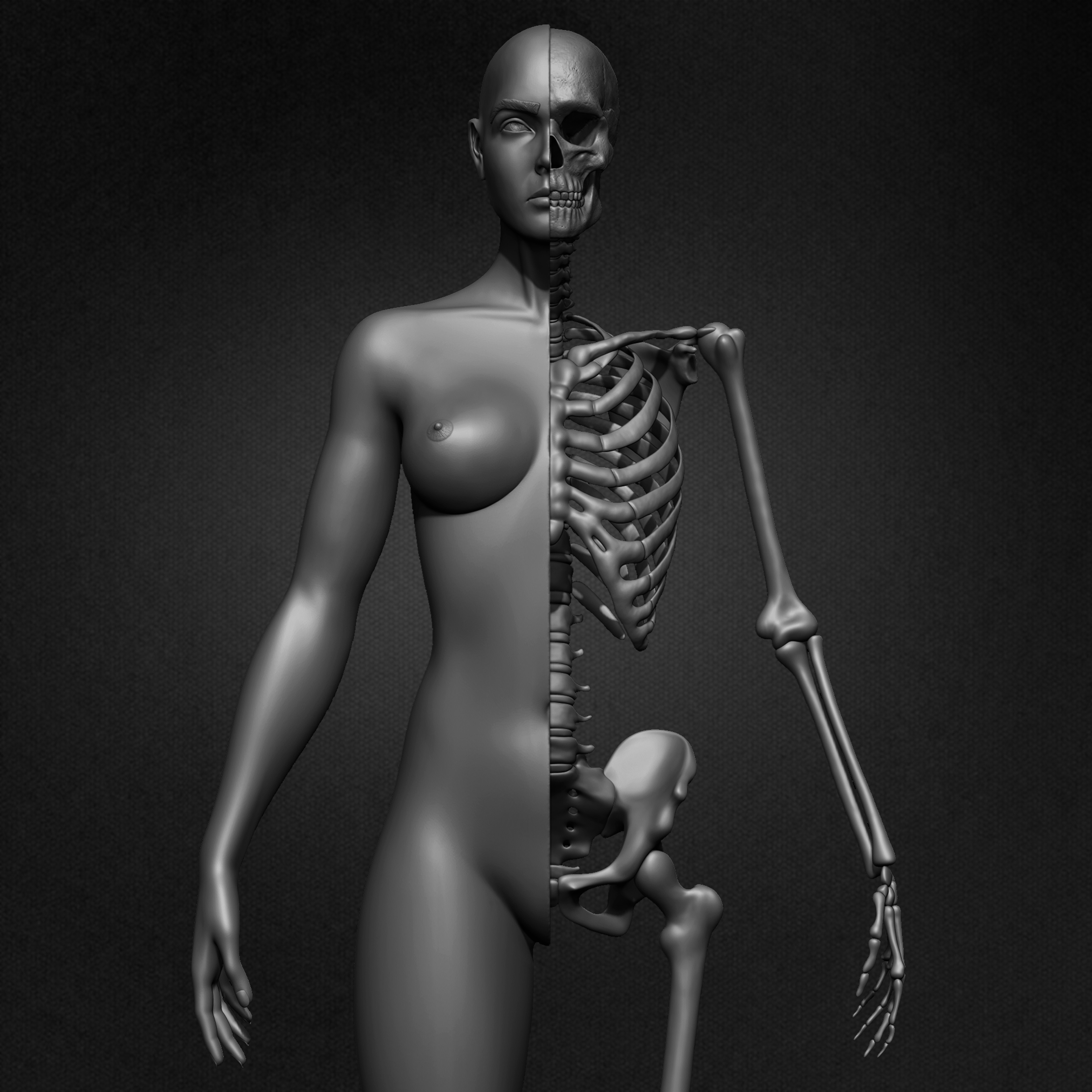 Female Human Skeleton 3D Model sculpted by Yacine BRINIS 001
