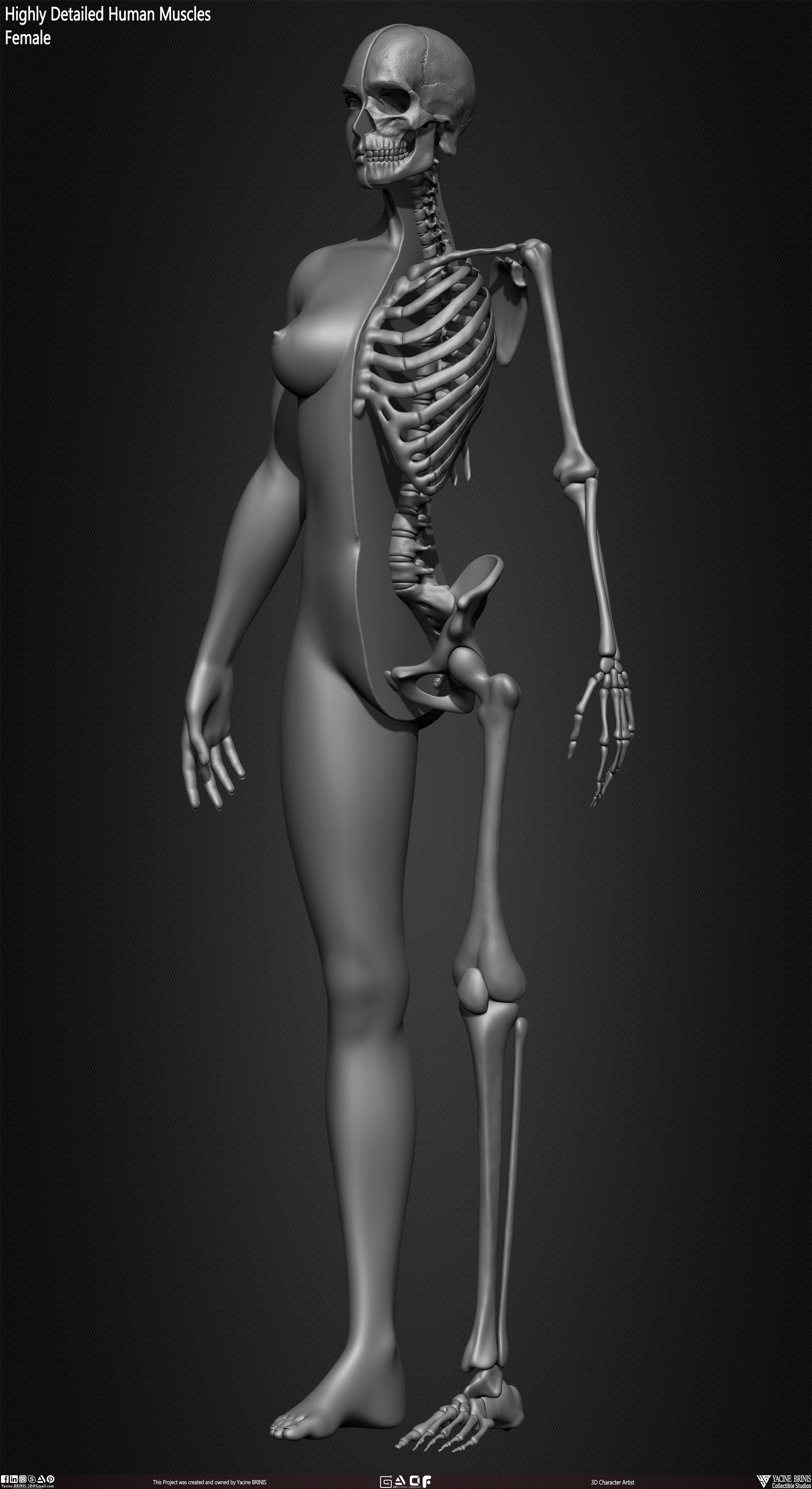 Female Human Skeleton 3D Model sculpted by Yacine BRINIS 015
