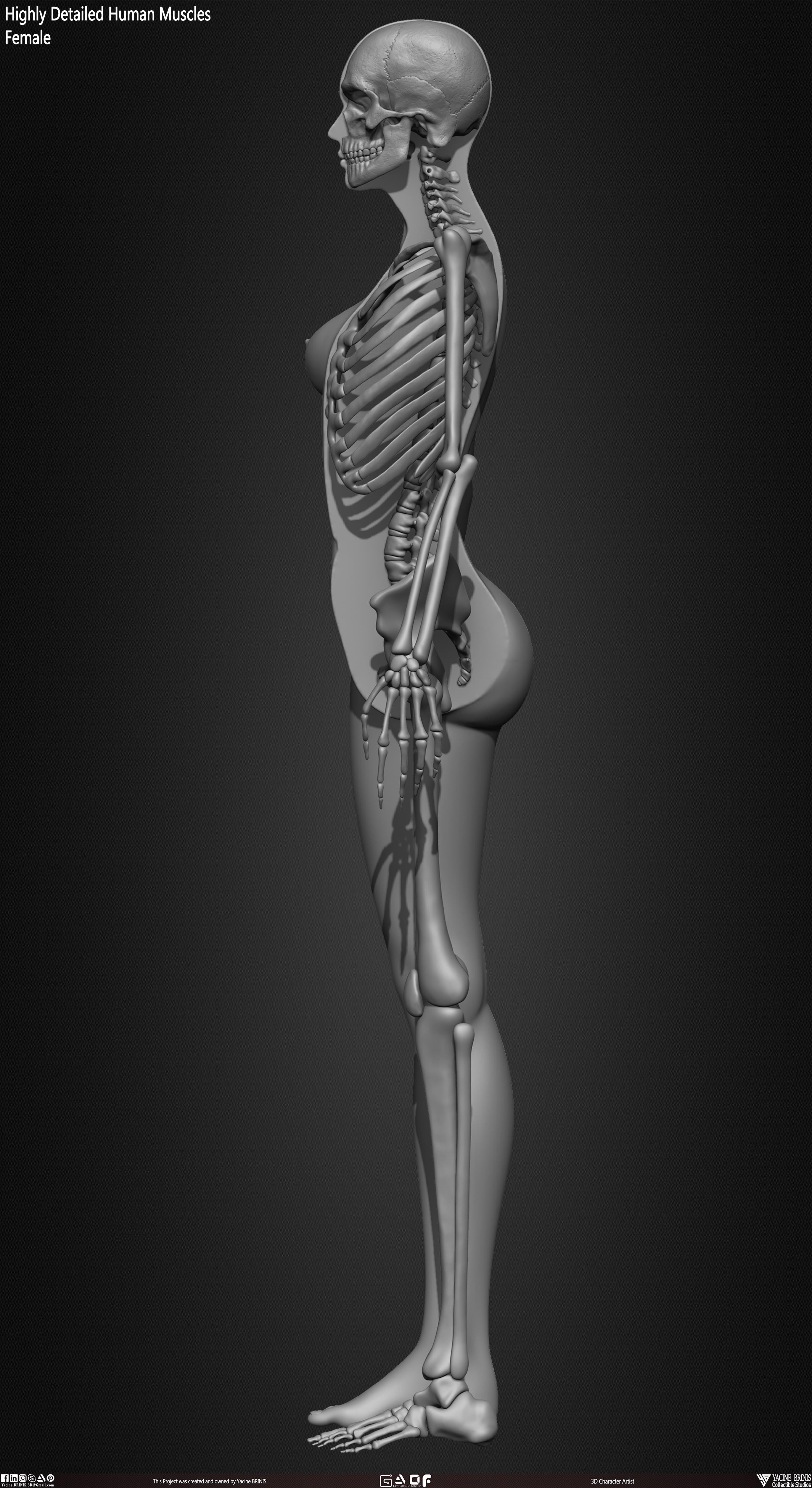 Female Human Skeleton 3D Model sculpted by Yacine BRINIS 016