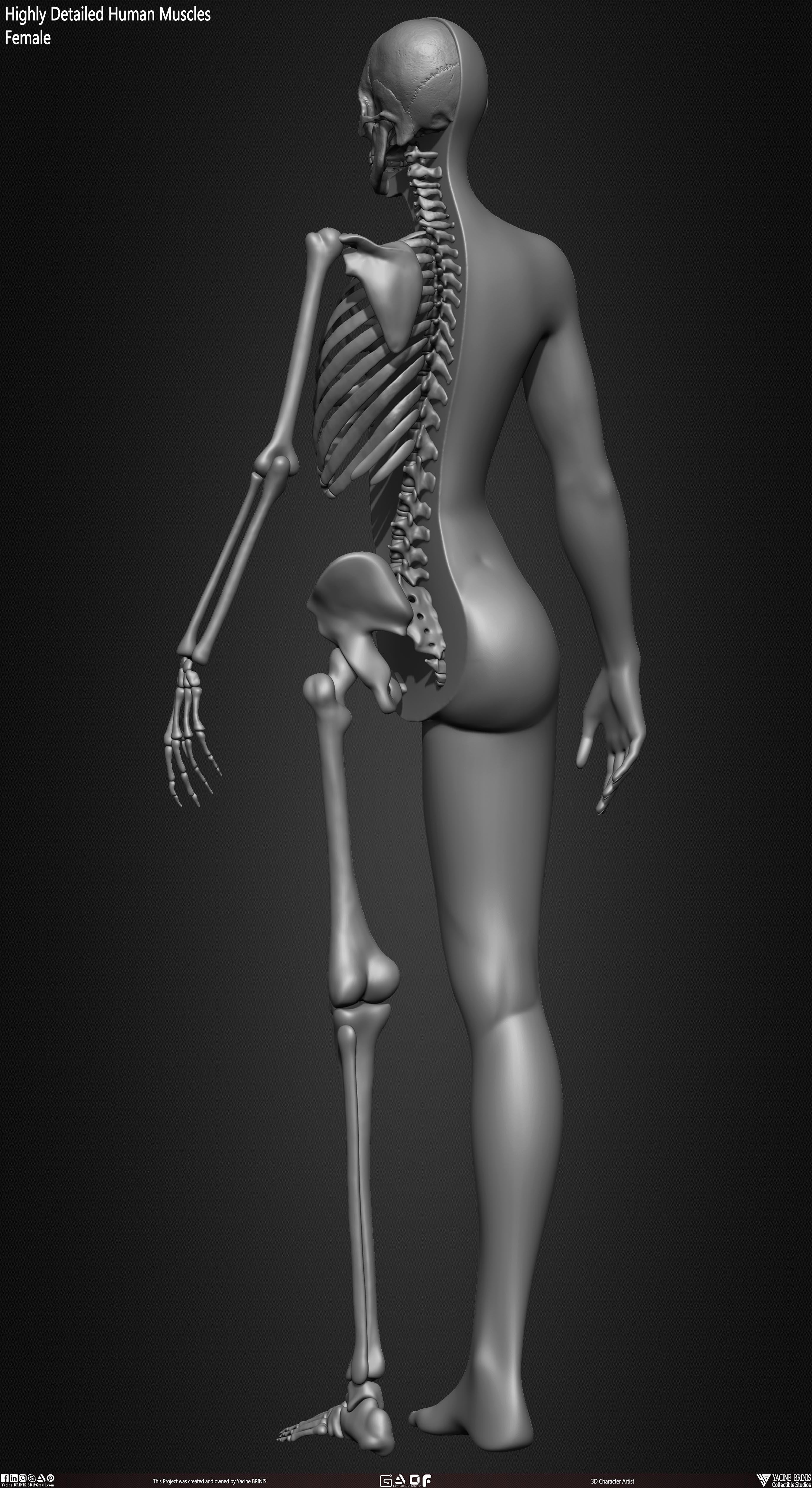 Female Human Skeleton 3D Model sculpted by Yacine BRINIS 017