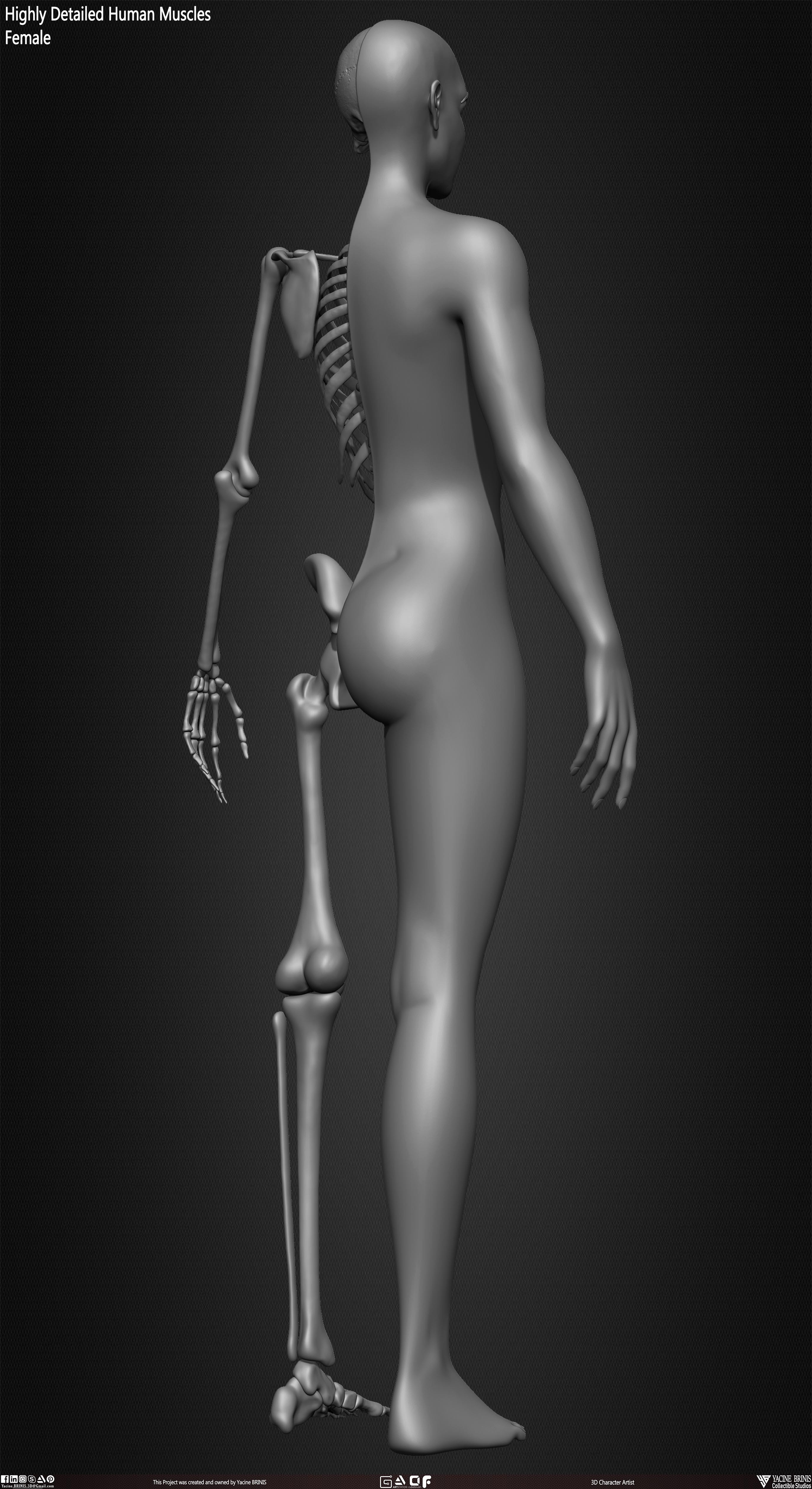 Female Human Skeleton 3D Model sculpted by Yacine BRINIS 018