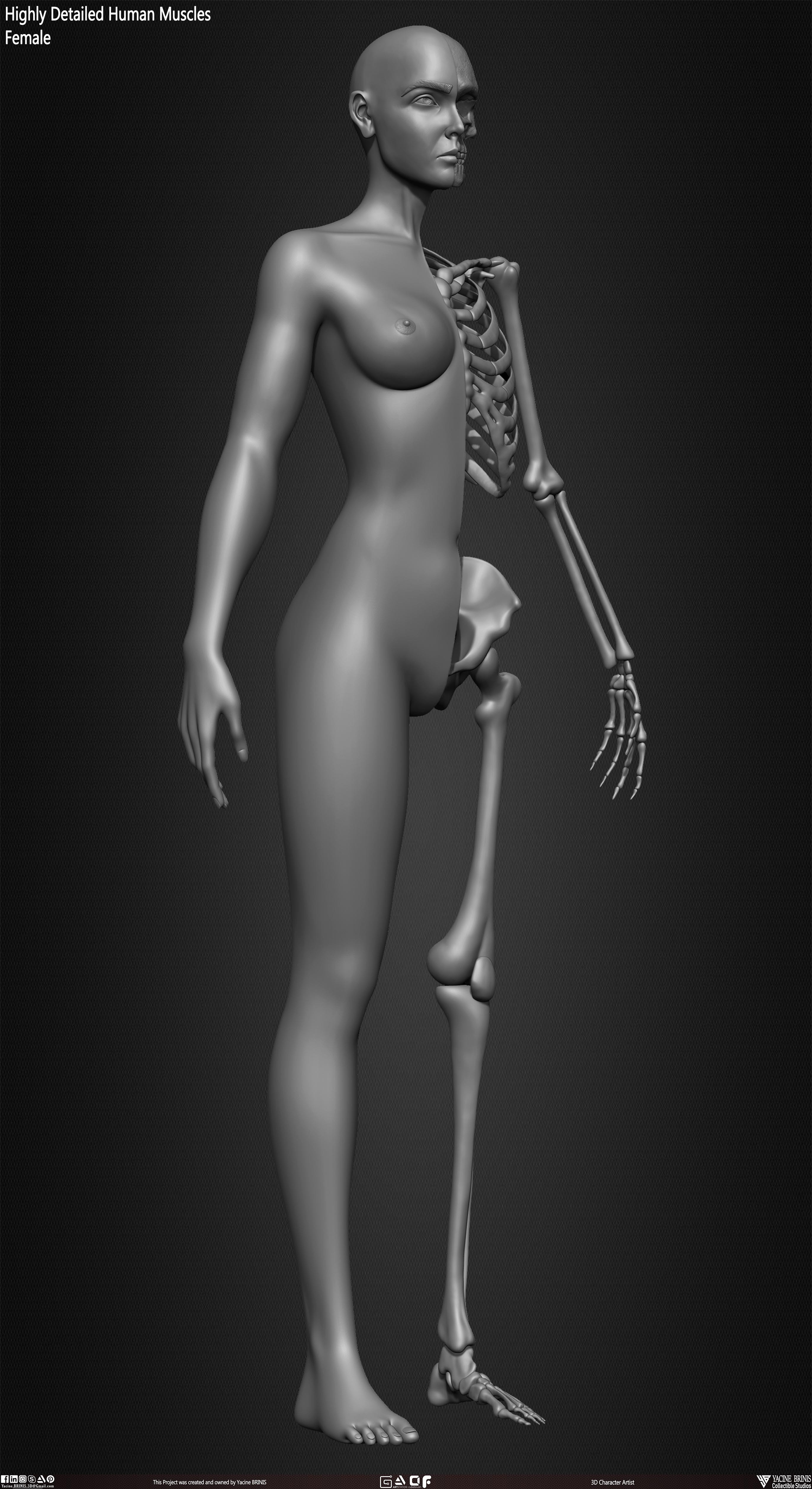 Female Human Skeleton 3D Model sculpted by Yacine BRINIS 020