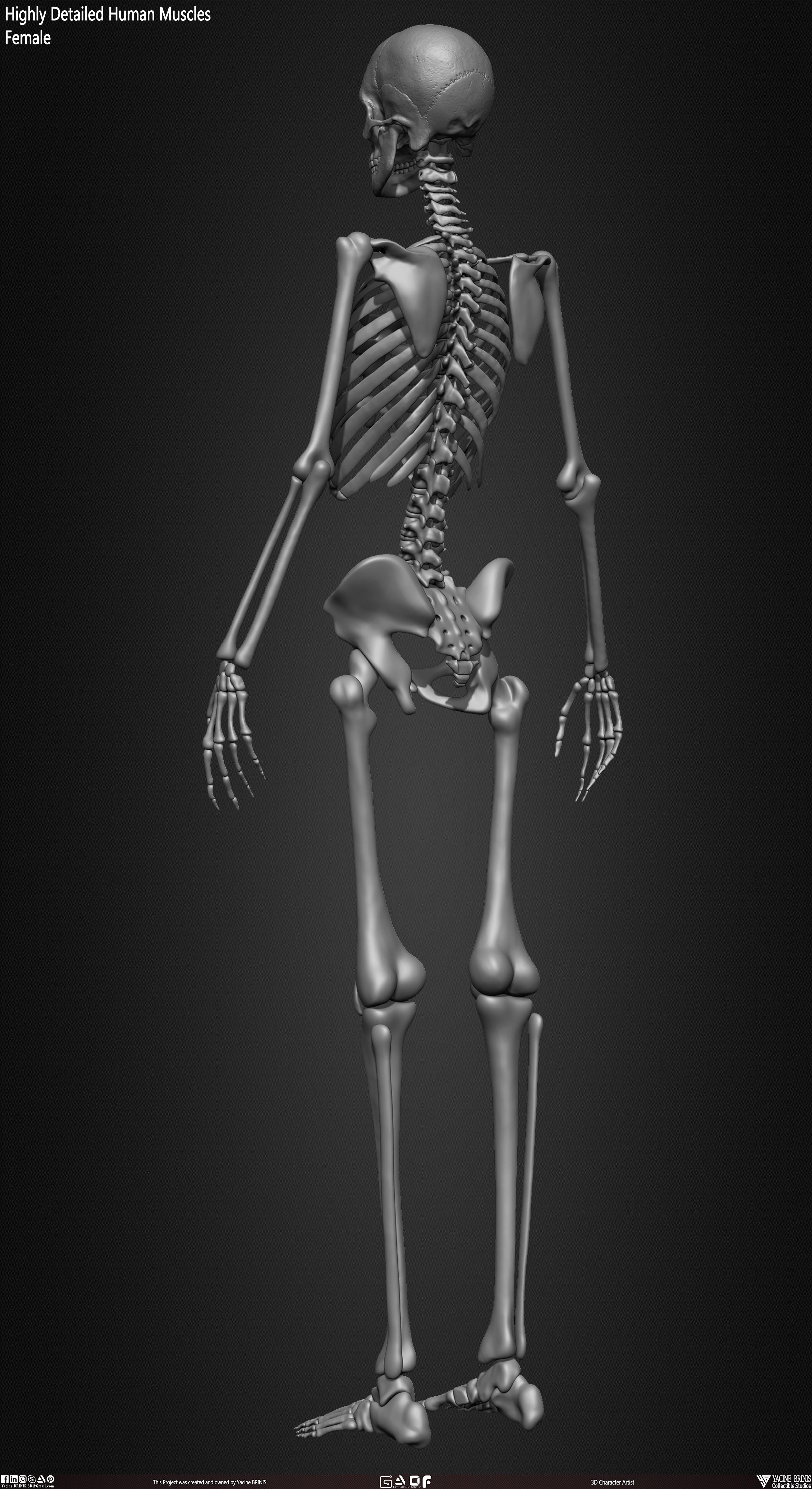 Female Human Skeleton 3D Model sculpted by Yacine BRINIS 023