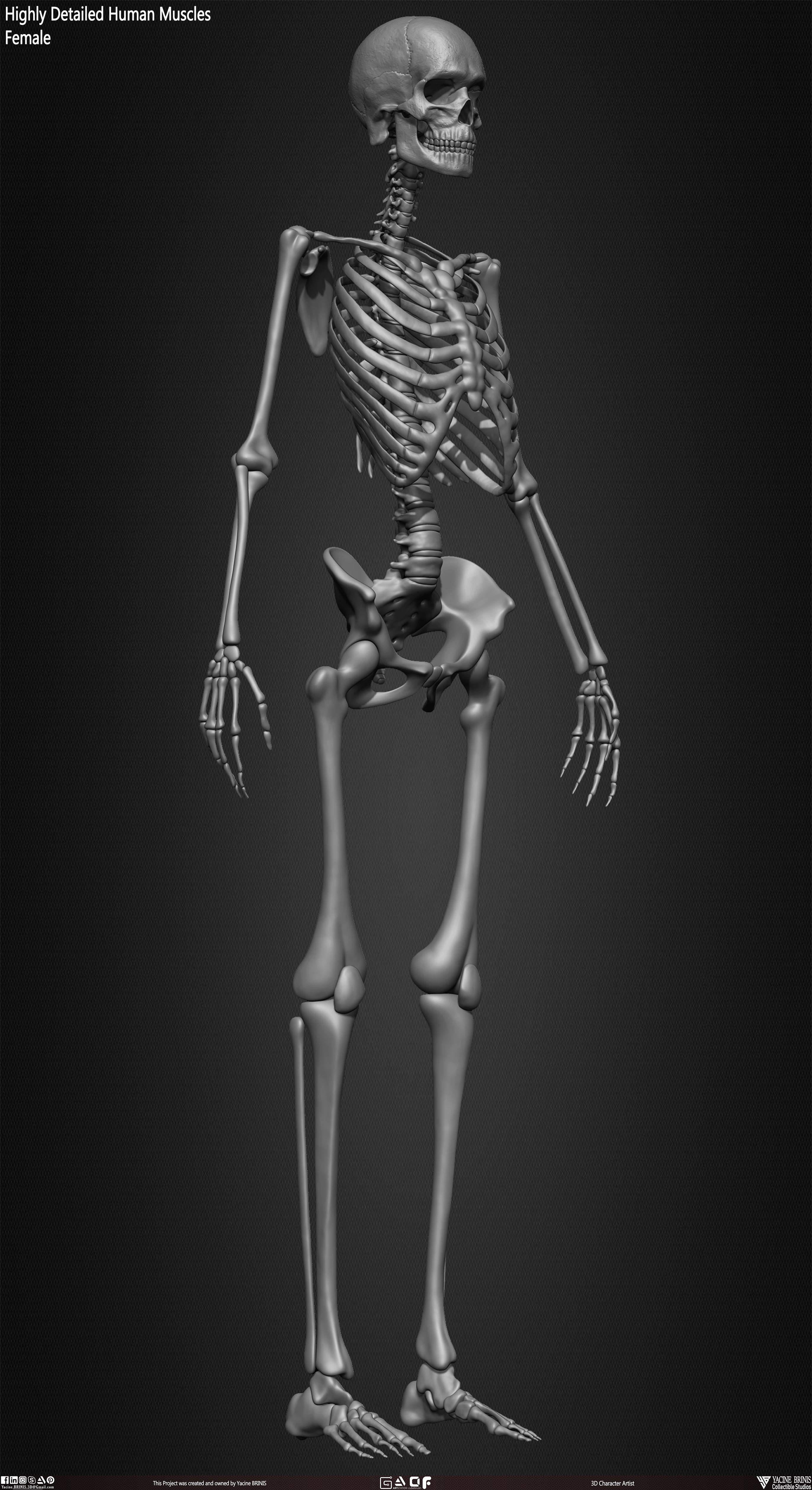 Female Human Skeleton 3D Model sculpted by Yacine BRINIS 027