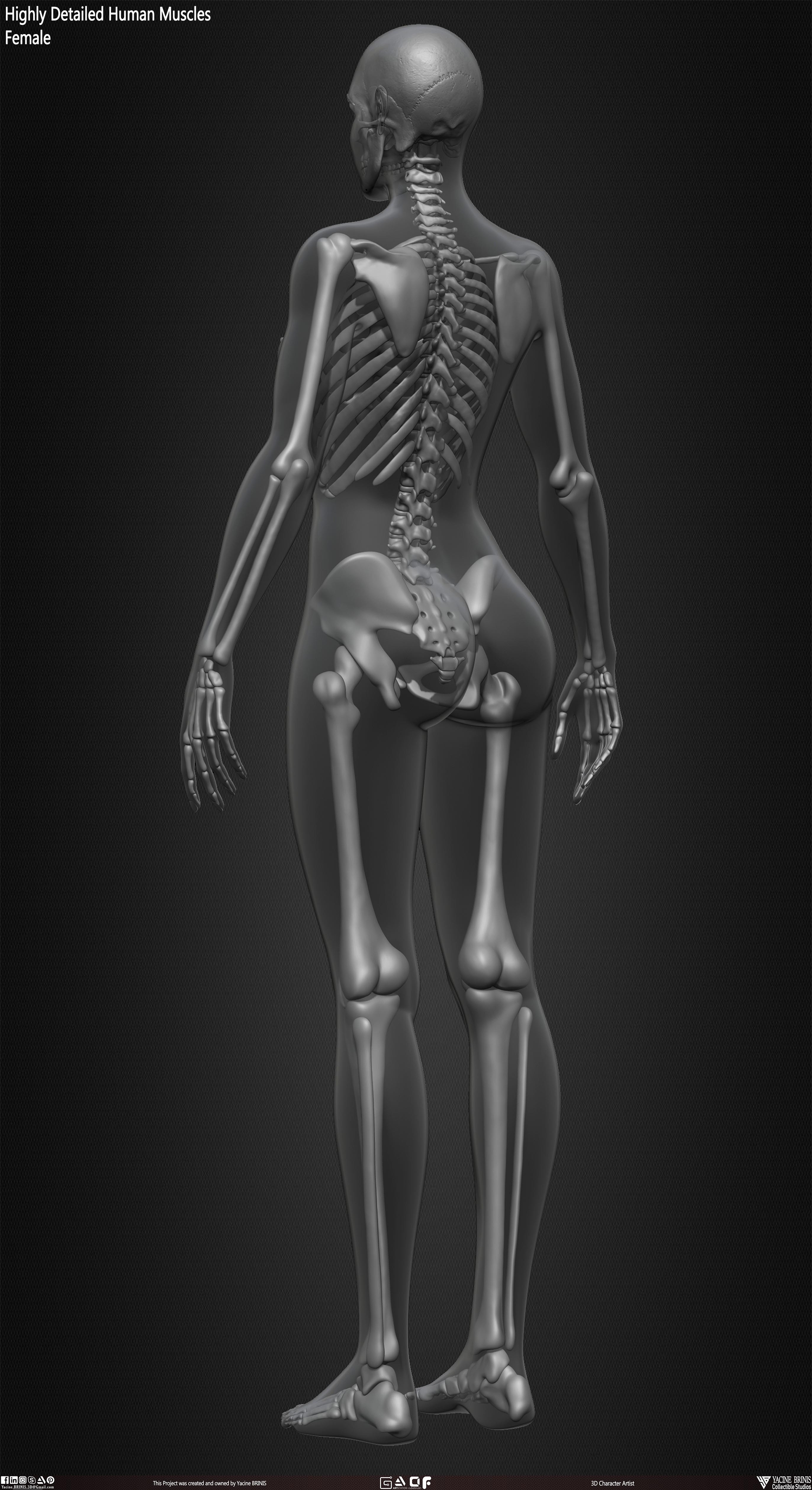 Female Human Skeleton 3D Model sculpted by Yacine BRINIS 030