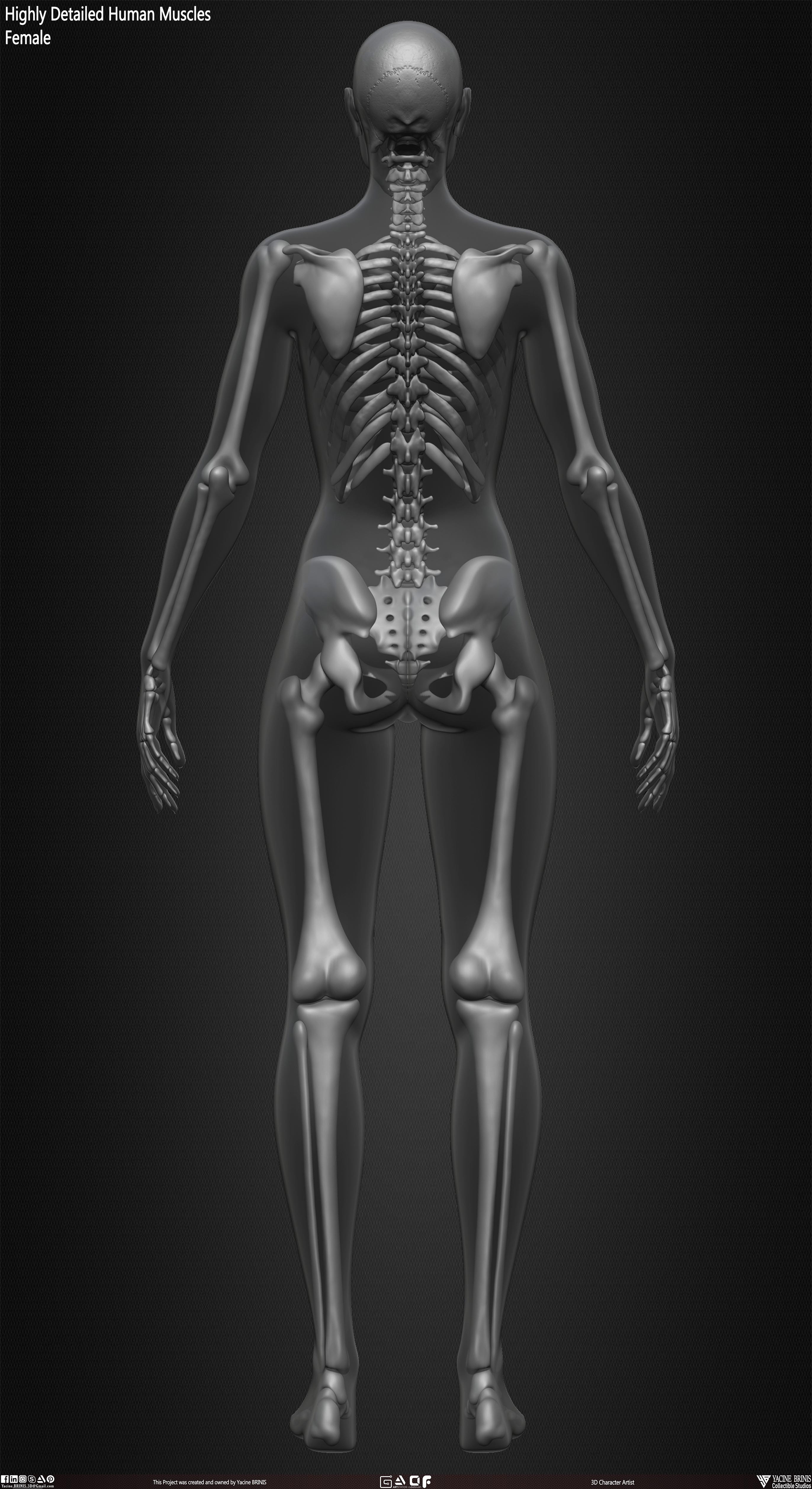 Female Human Skeleton 3D Model sculpted by Yacine BRINIS 031