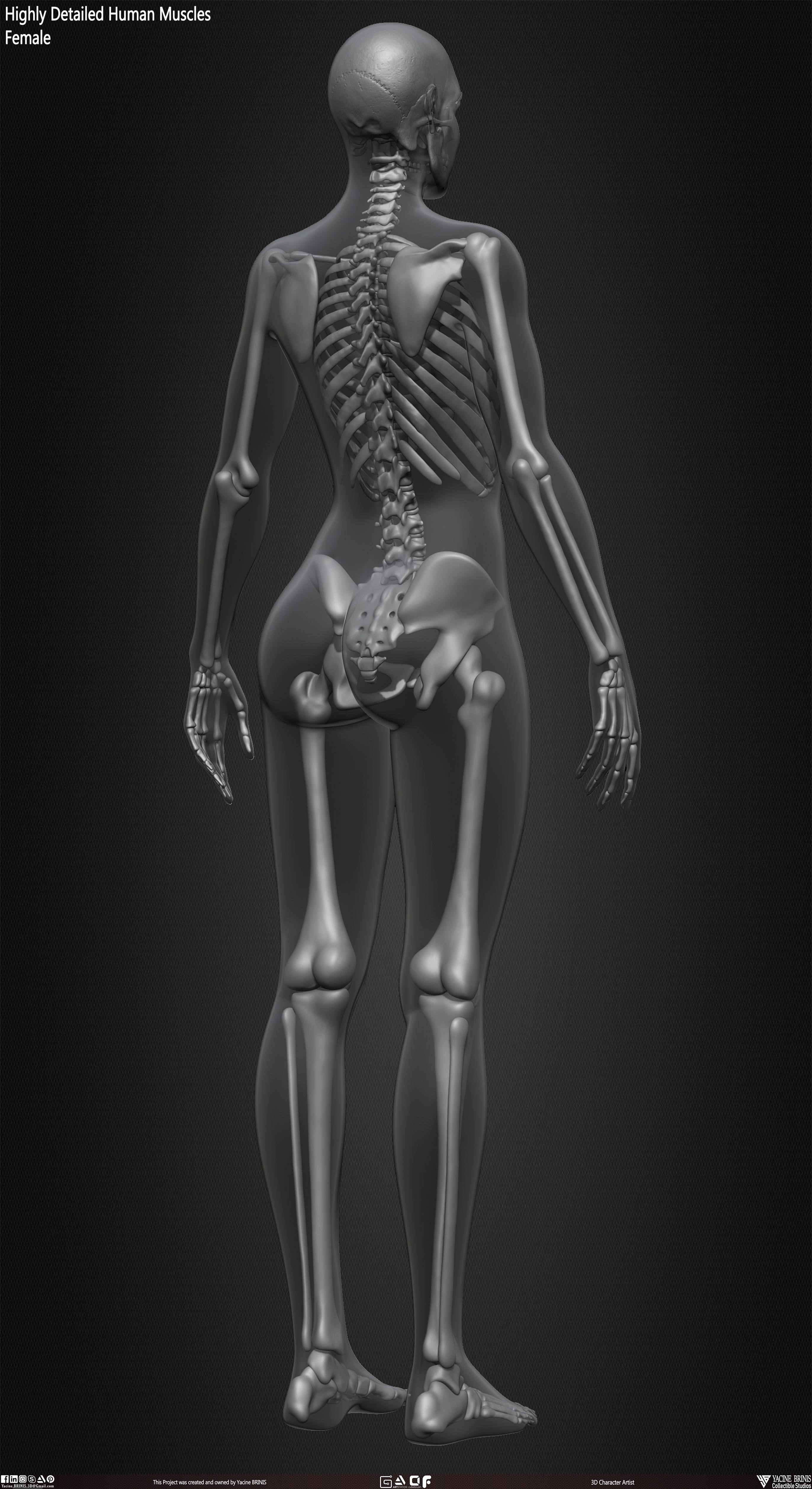 Female Human Skeleton 3D Model sculpted by Yacine BRINIS 032