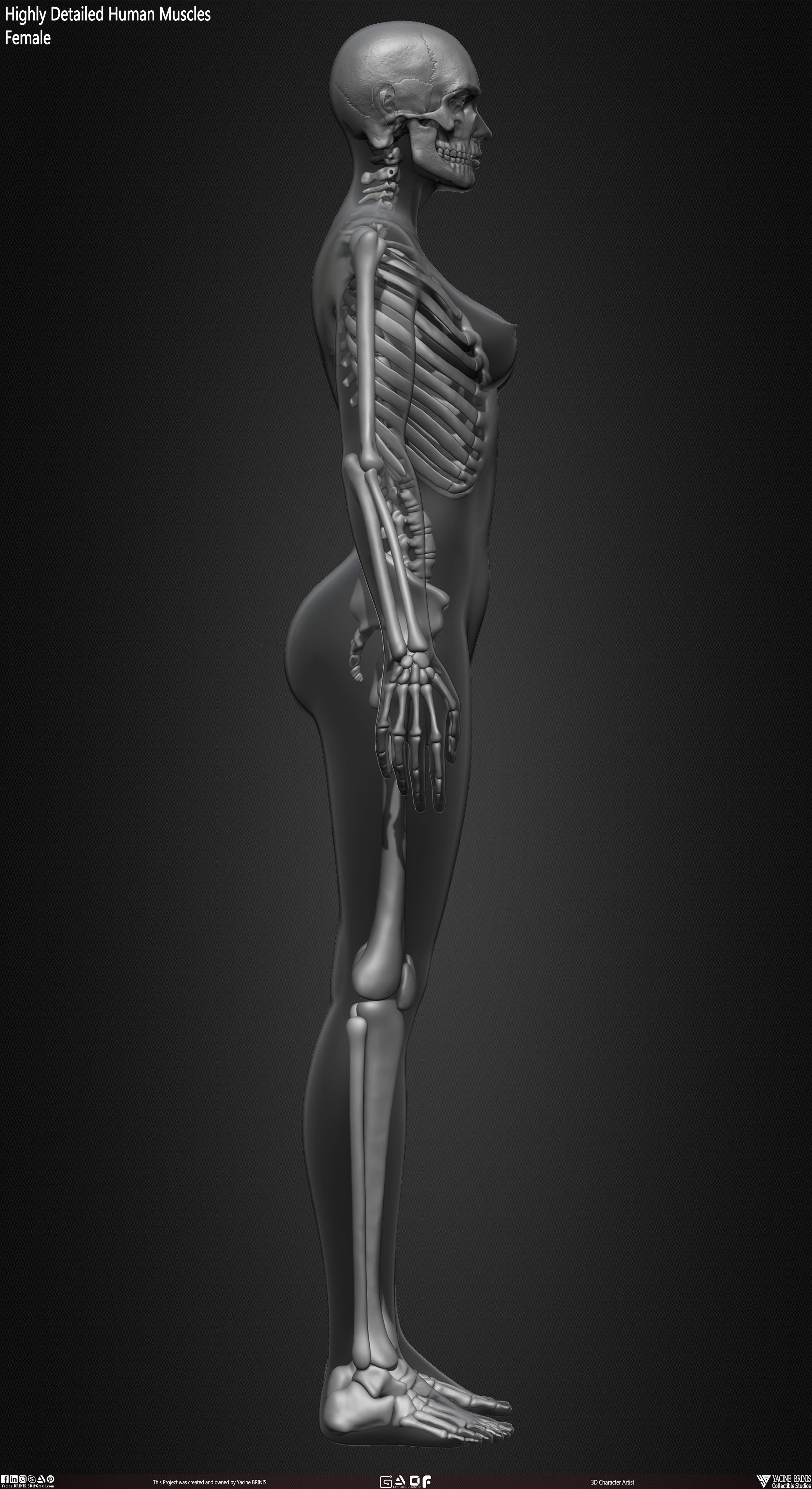 Female Human Skeleton 3D Model sculpted by Yacine BRINIS 033