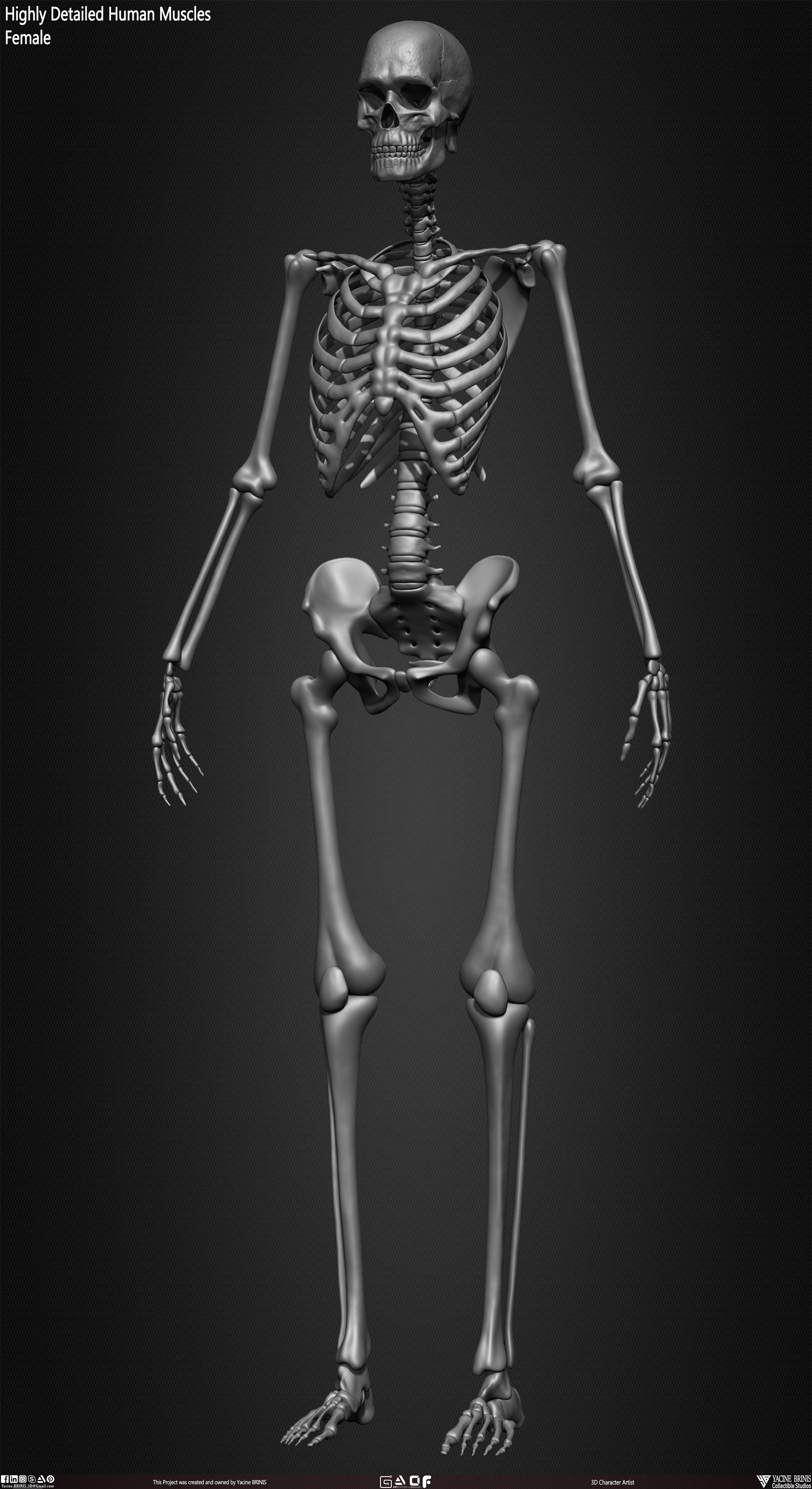 Female Human Skeleton 3D Model sculpted by Yacine BRINIS 036