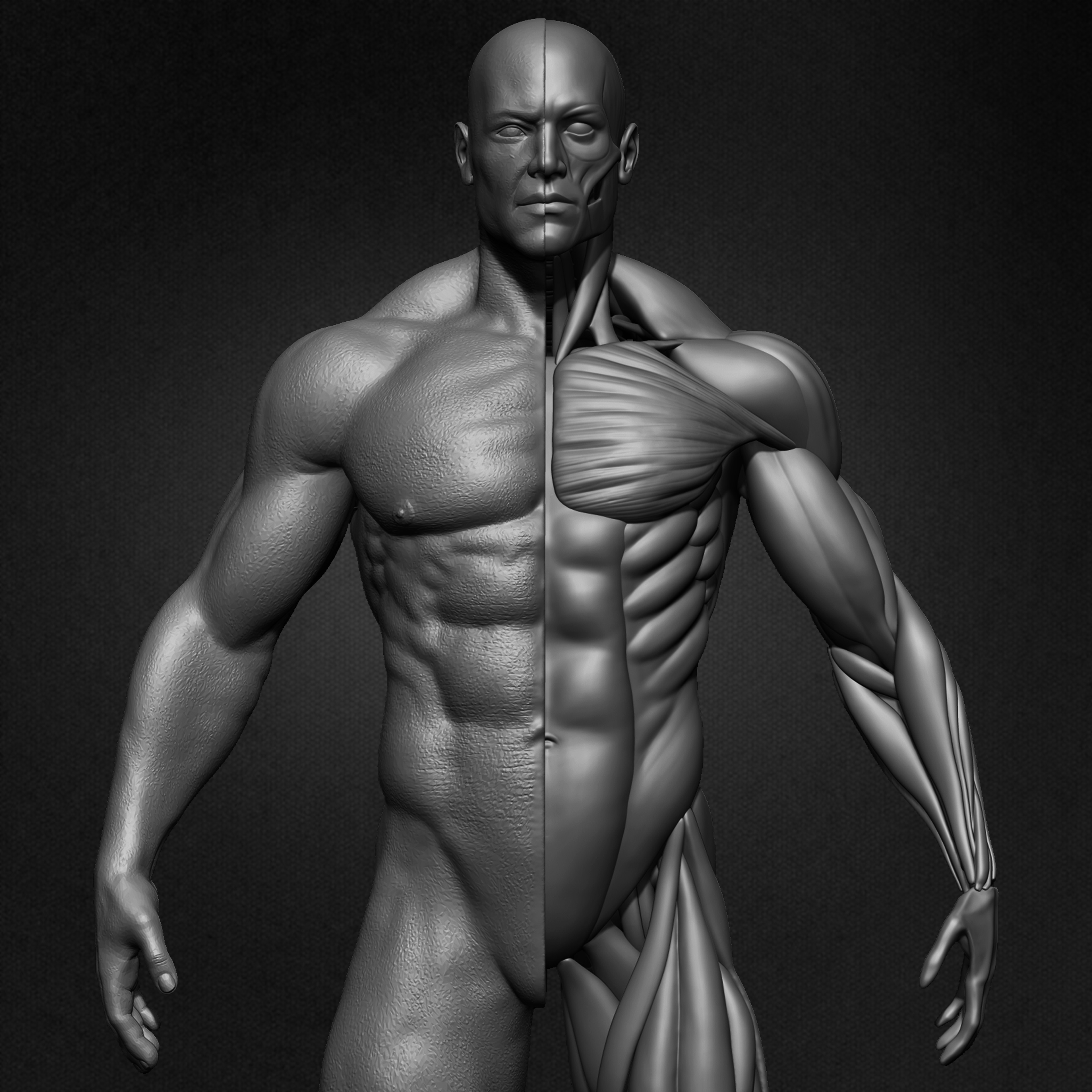 Male Human Muscles 3D Model sculpted by Yacine BRINIS 001
