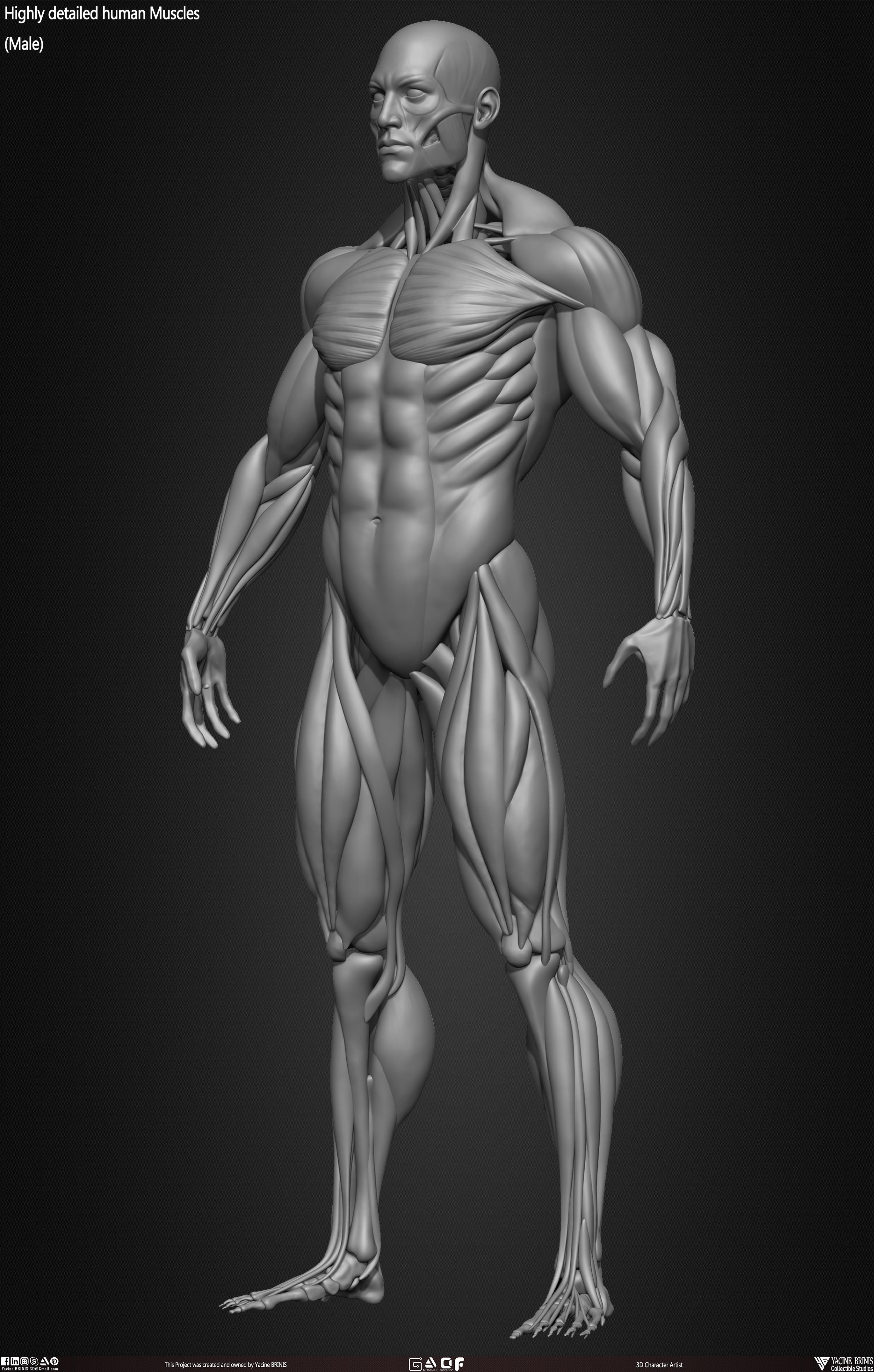 Male Human Muscles 3D Model sculpted by Yacine BRINIS 012