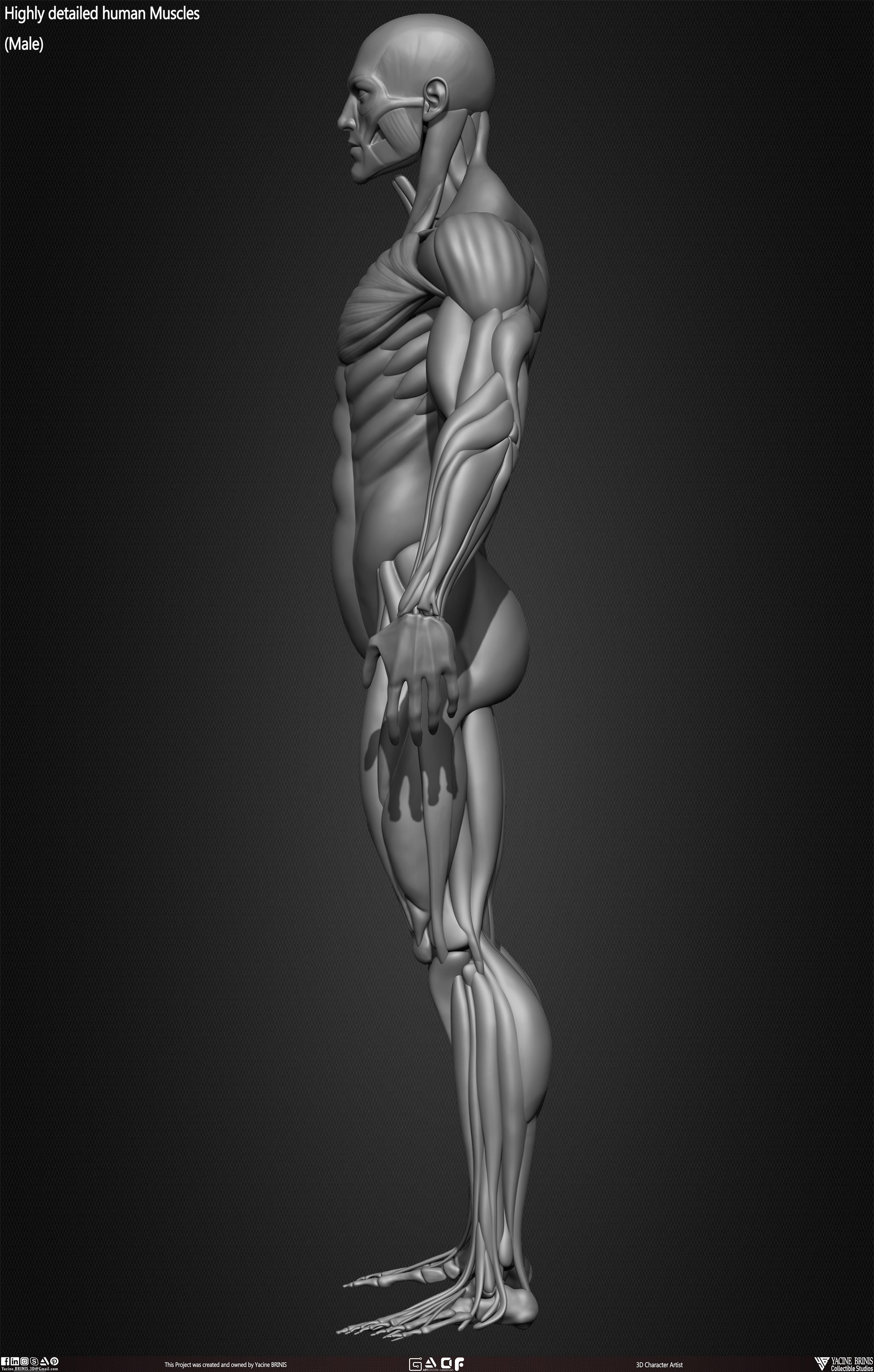 Male Human Muscles 3D Model sculpted by Yacine BRINIS 013