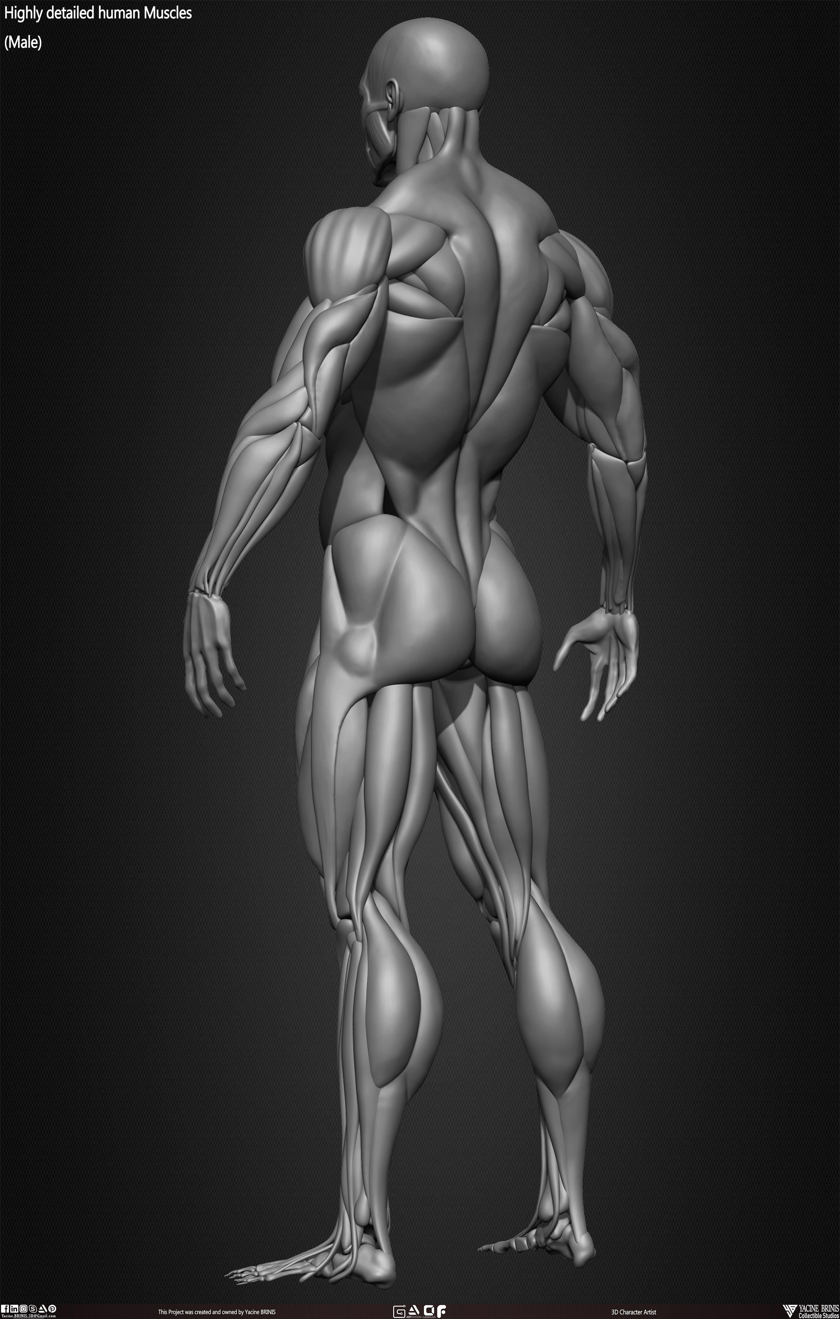 Male Human Muscles 3D Model sculpted by Yacine BRINIS 014