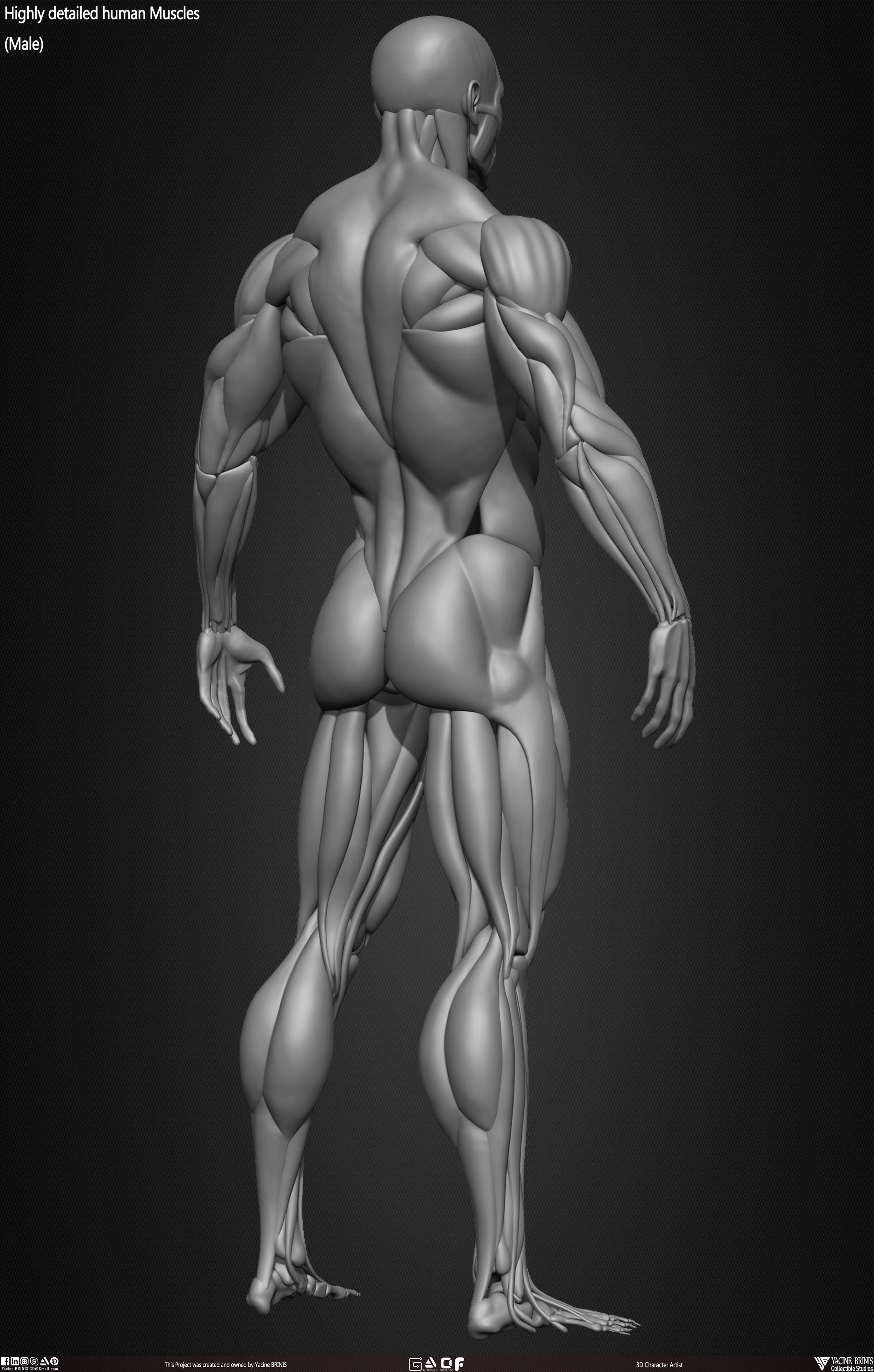 Male Human Muscles 3D Model sculpted by Yacine BRINIS 015