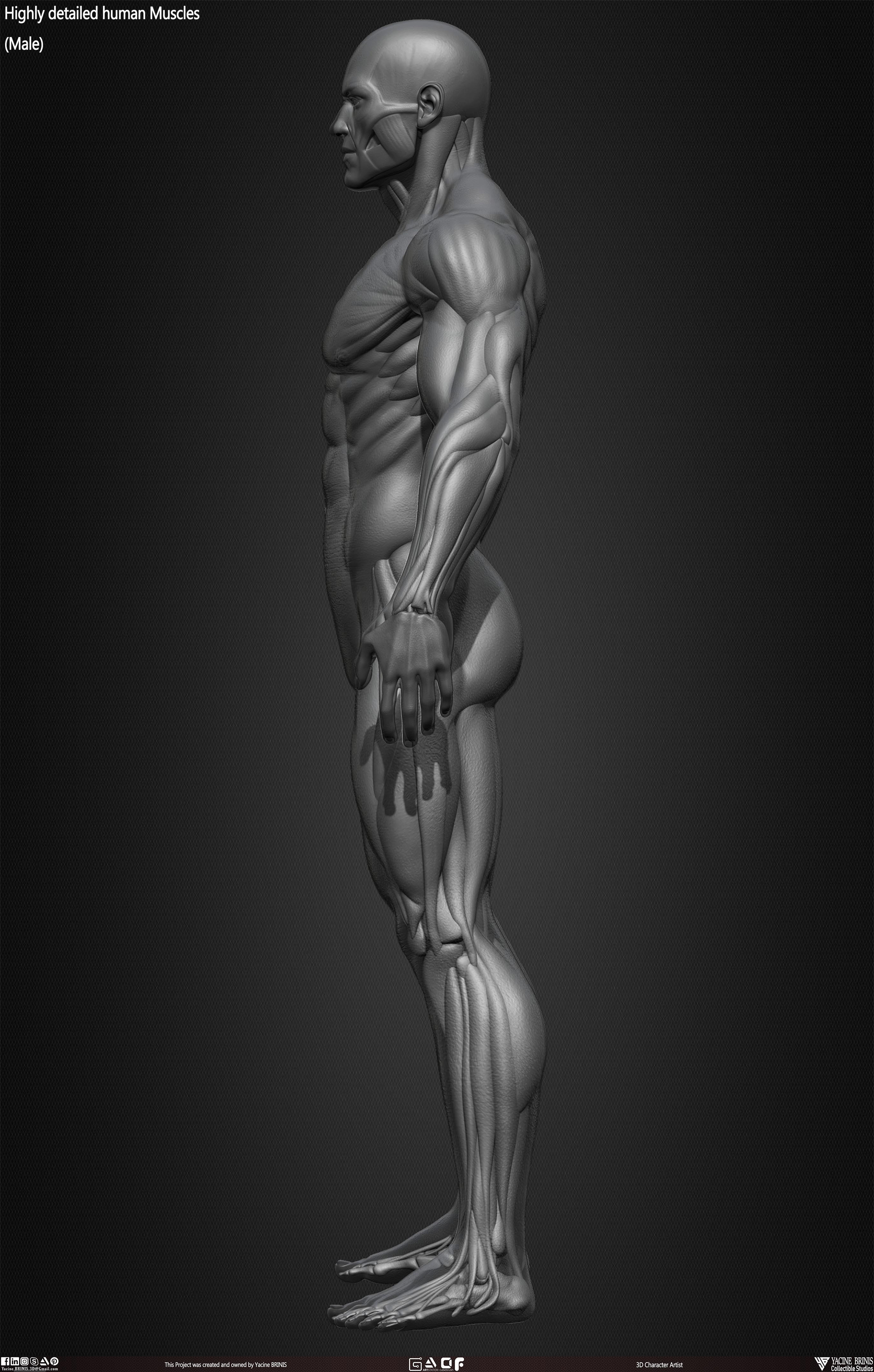 Male Human Muscles 3D Model sculpted by Yacine BRINIS 021