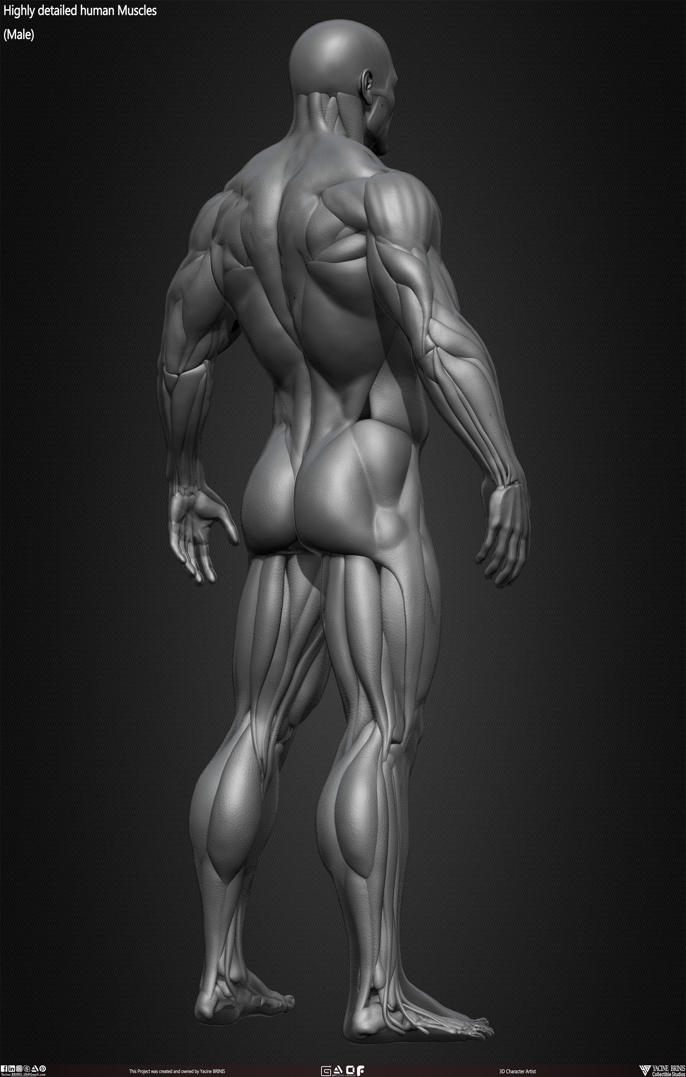 Male Human Muscles 3D Model sculpted by Yacine BRINIS 023