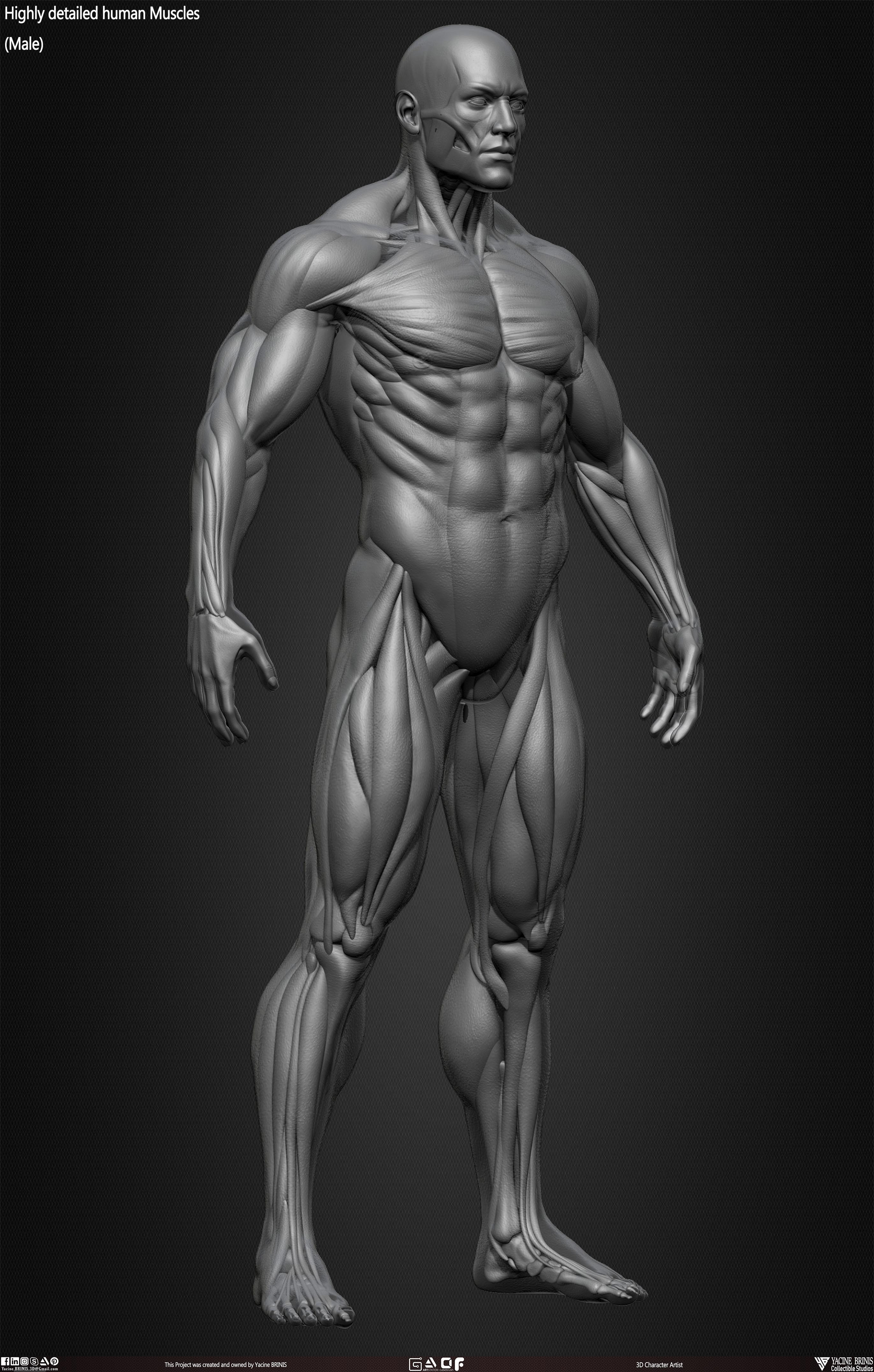 Male Human Muscles 3D Model sculpted by Yacine BRINIS 025