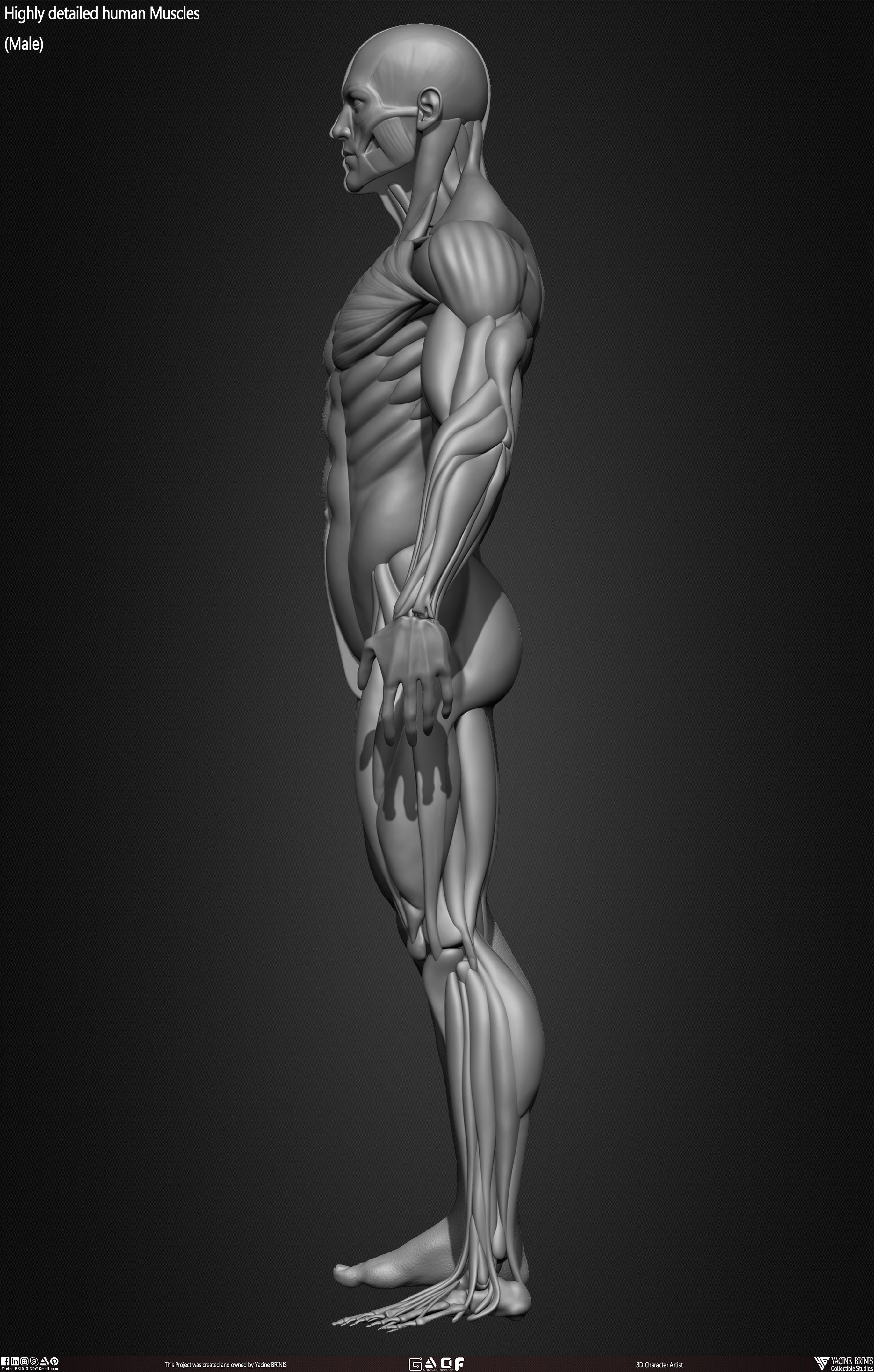 Male Human Muscles 3D Model sculpted by Yacine BRINIS 027