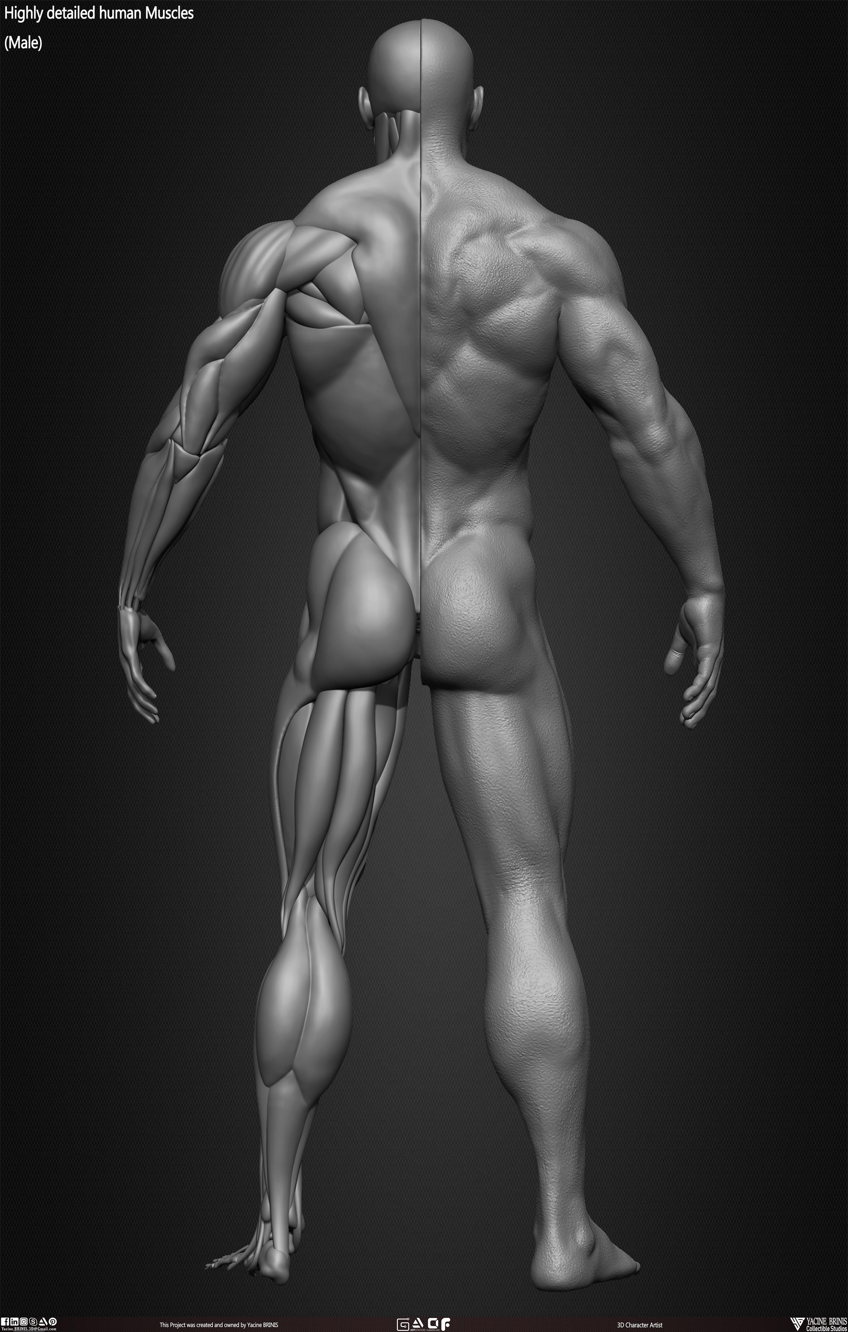 Male Human Muscles 3D Model sculpted by Yacine BRINIS 029